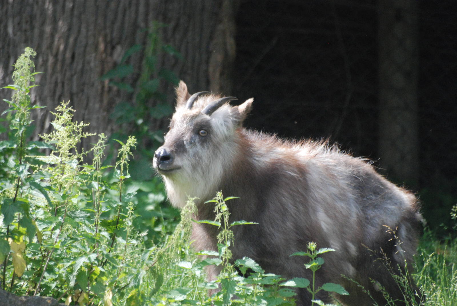Japanese Serow at Vienna, 16/06/13