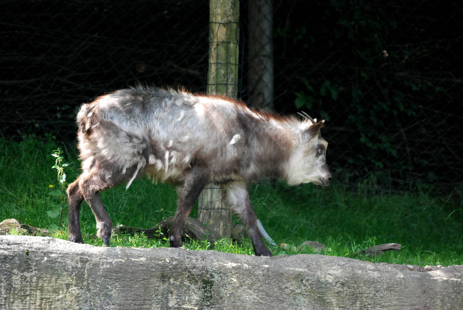 Japanese Serow at Vienna, 16/06/13