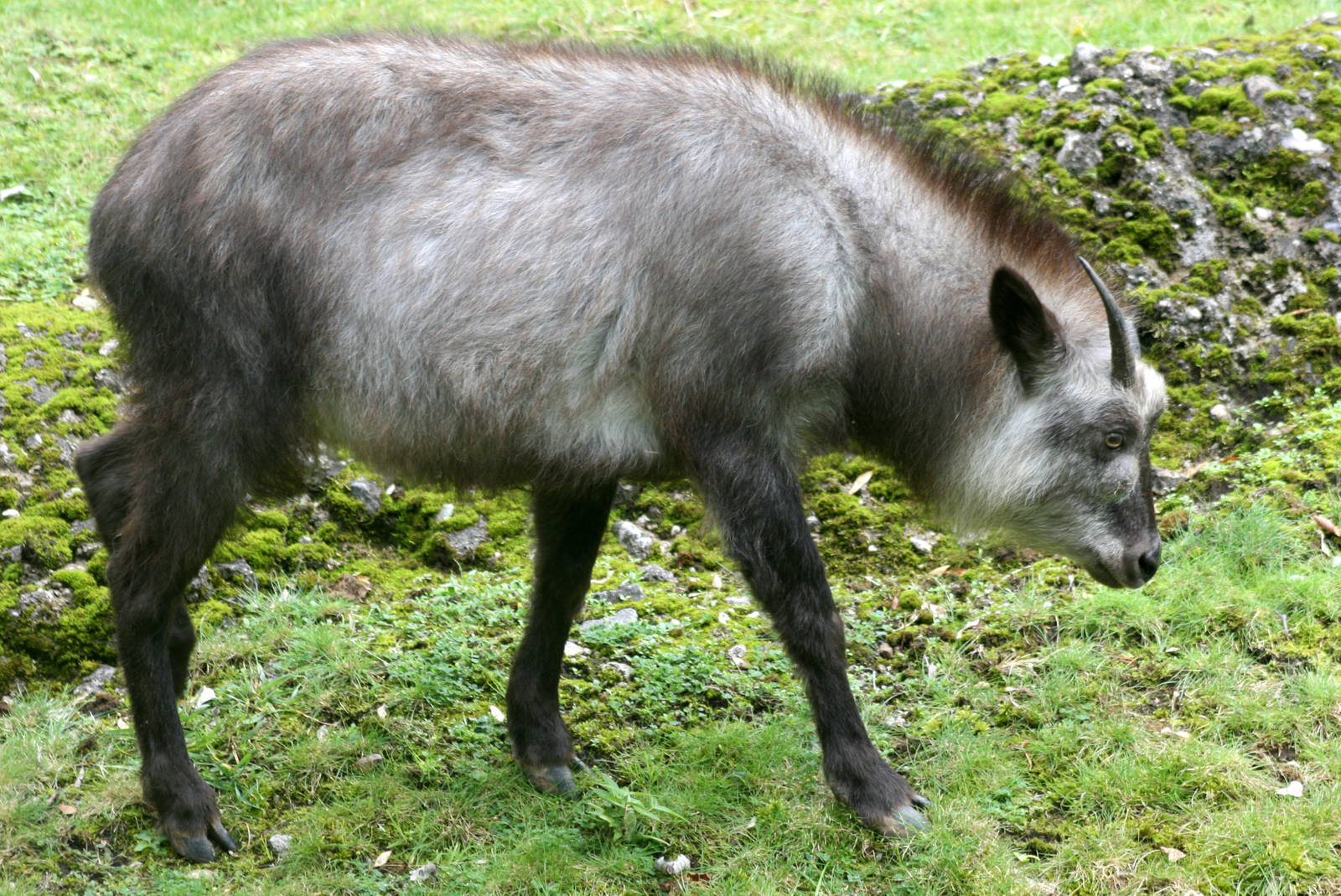Japanese serow; Berlin Zoo; 8th September 2011