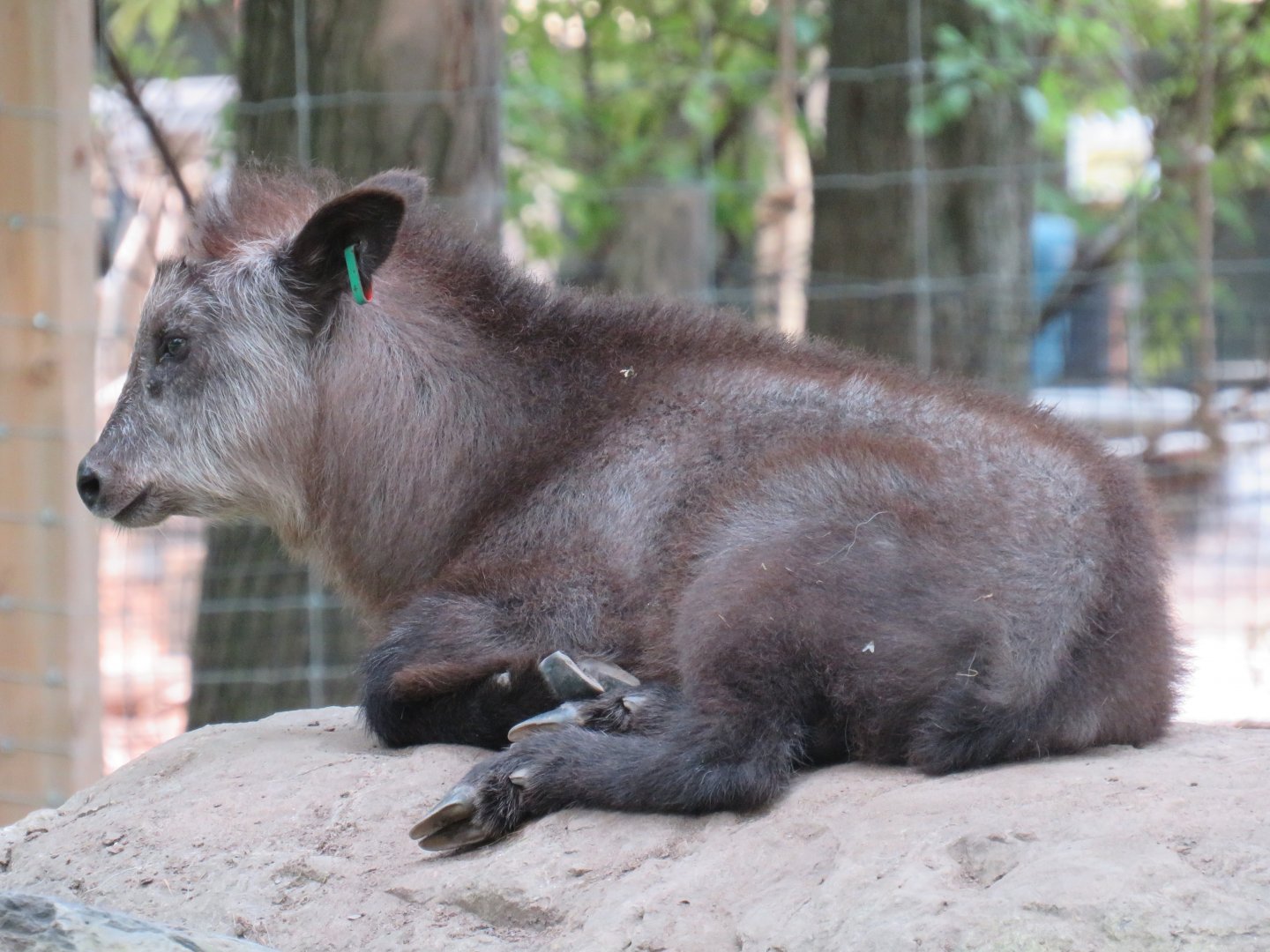 Japanese serow calf