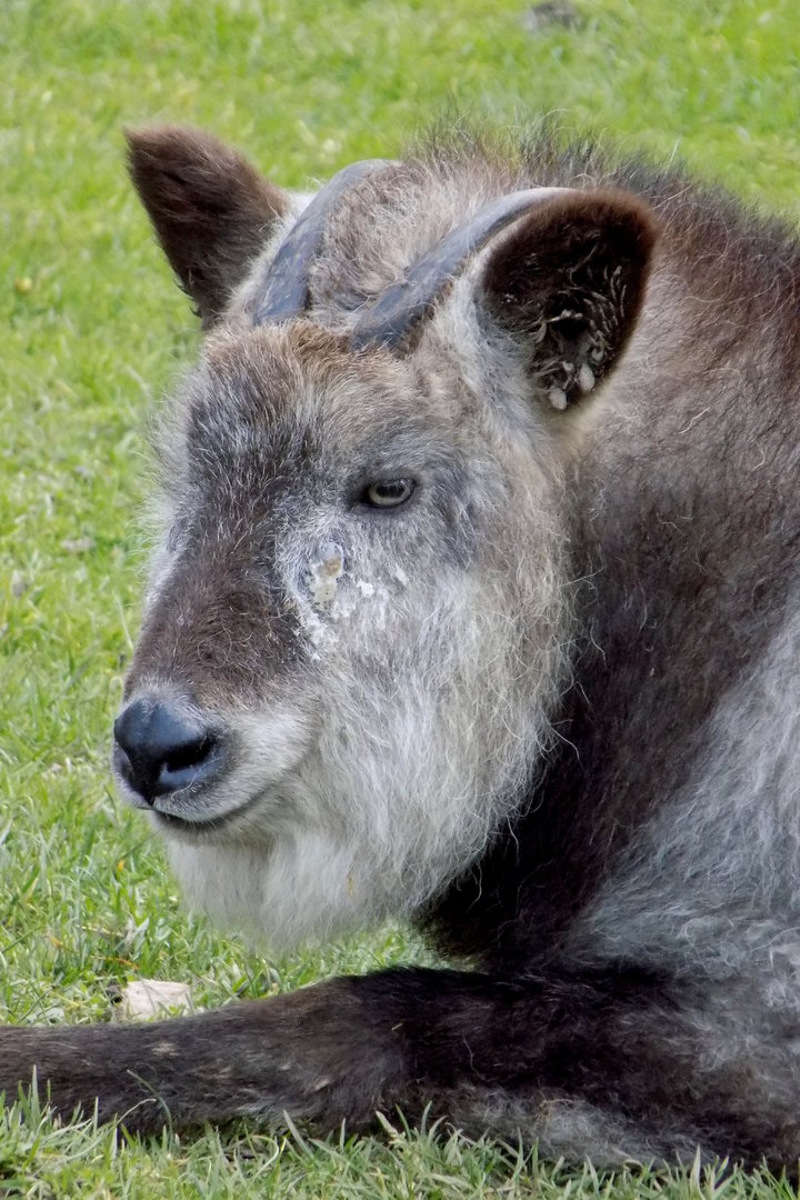 Japanese serow (Capricornis crispus) - 03/2016