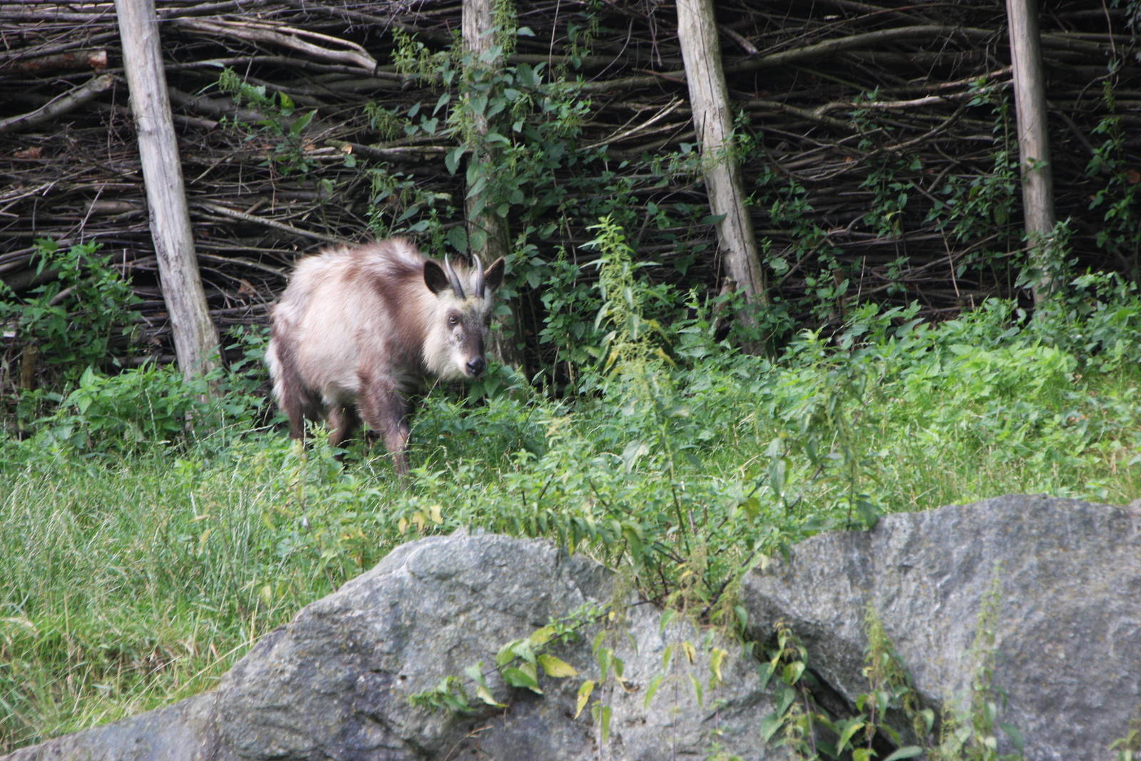 Japanese serow (Capricornis crispus), 16th July 2014