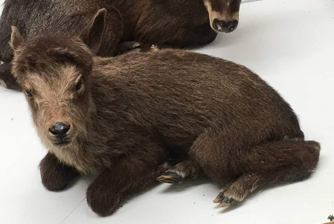 Japanese serow (Capricornis crispus) juvenile specimen
