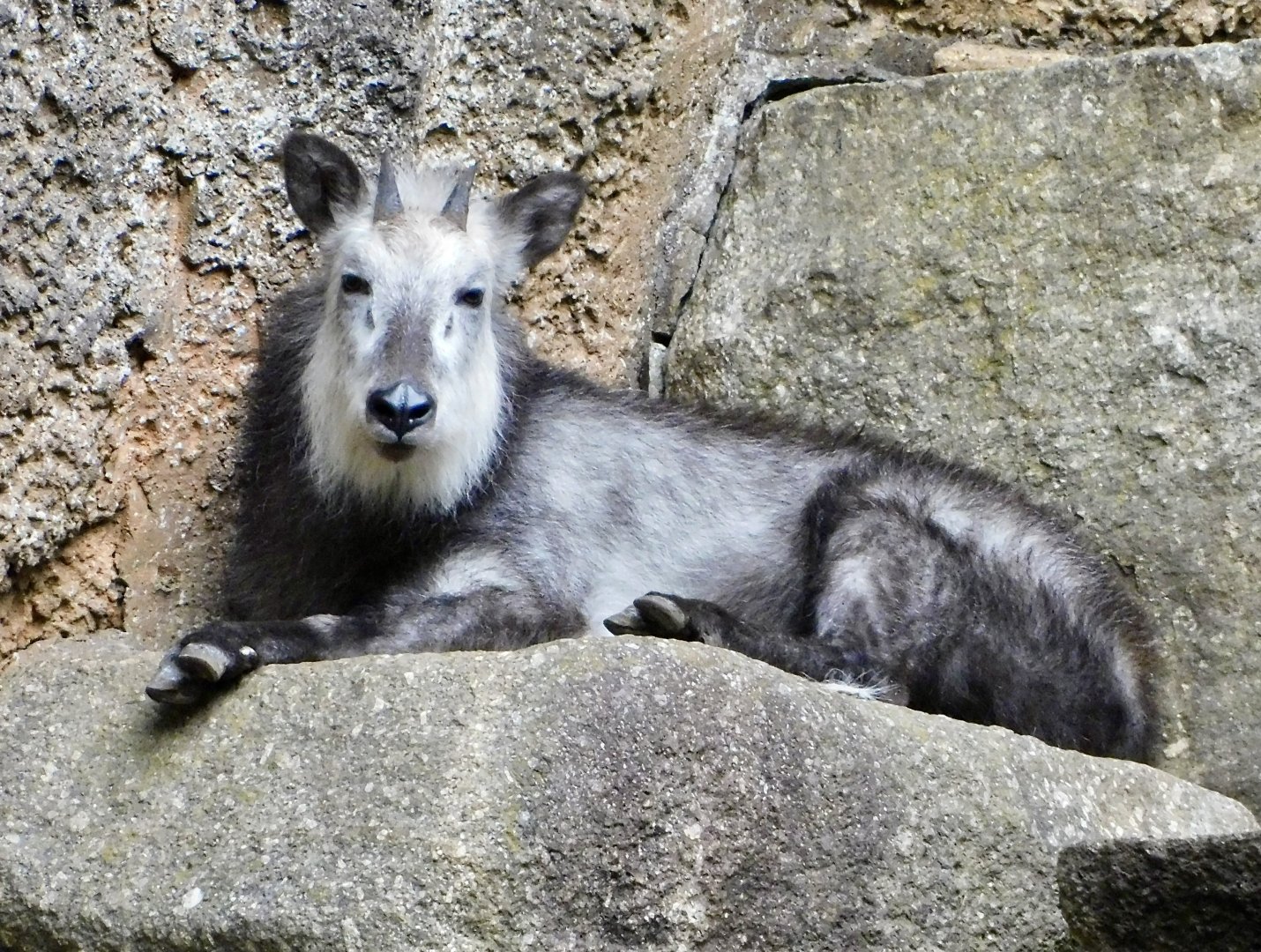 Japanese Serow (Capricornis crispus) November 1, 2025