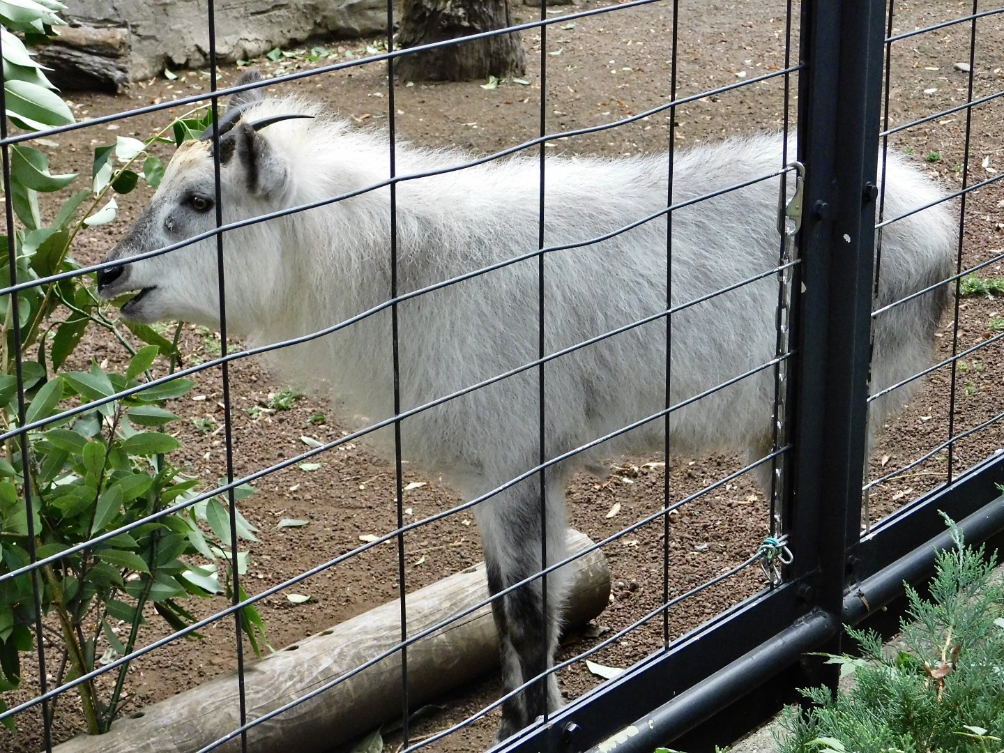 Japanese Serow (Capricornis crispus) October 4, 2025