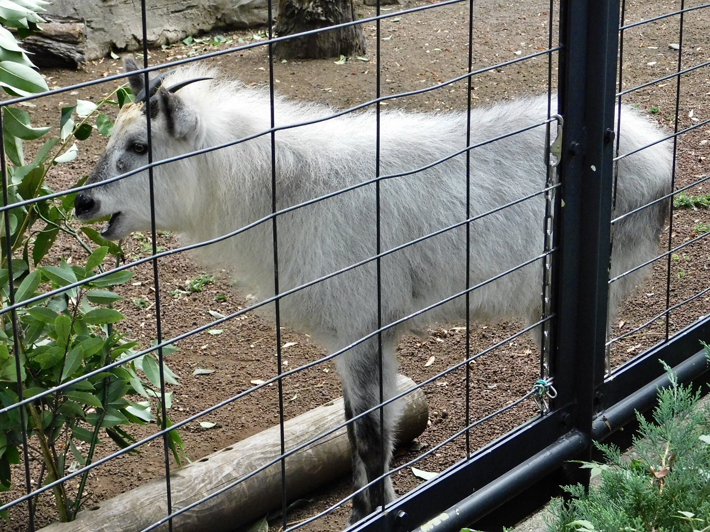 Japanese Serow (Capricornis crispus) October 4, 2025