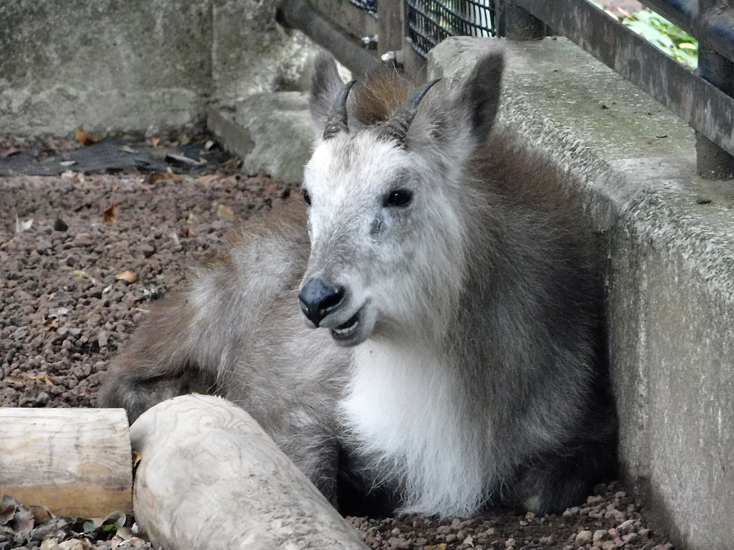 Japanese Serow (Capricornis crispus) October 4, 2025
