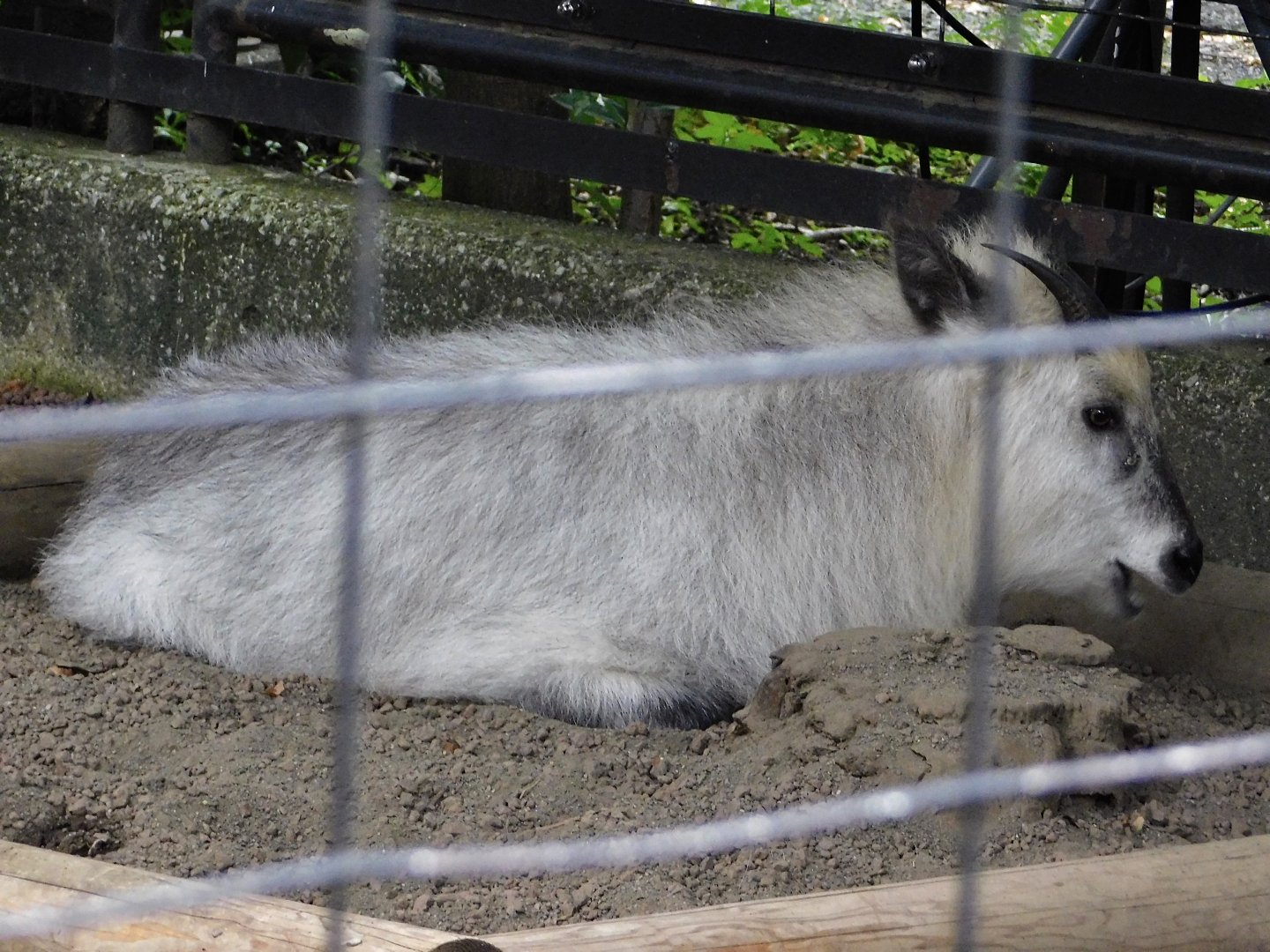 Japanese Serow (Capricornis crispus) October 4, 2025