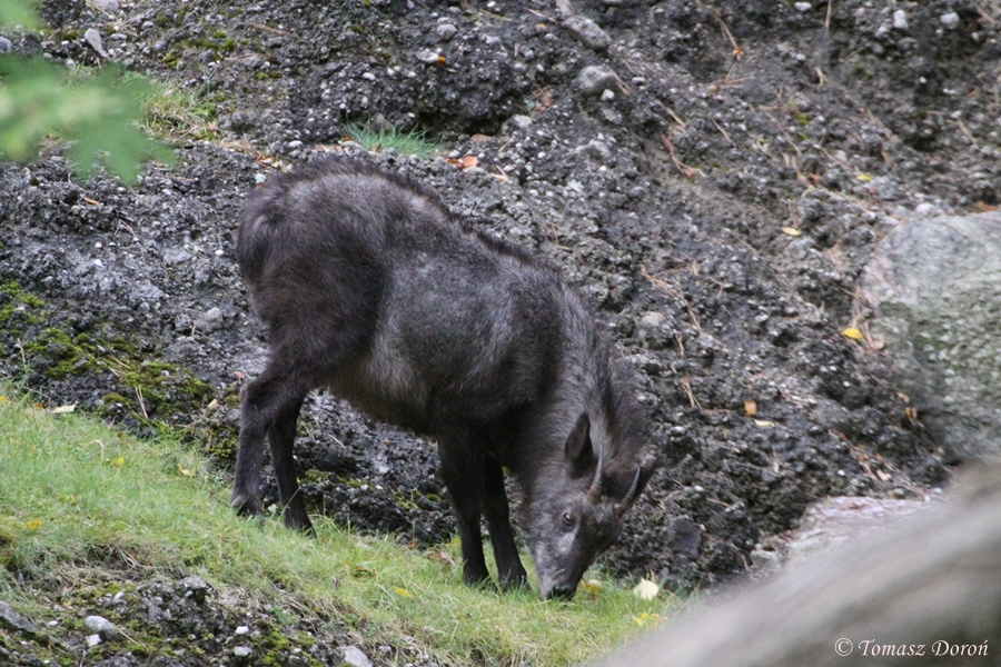 Japanese Serow (Capricornis crispus)