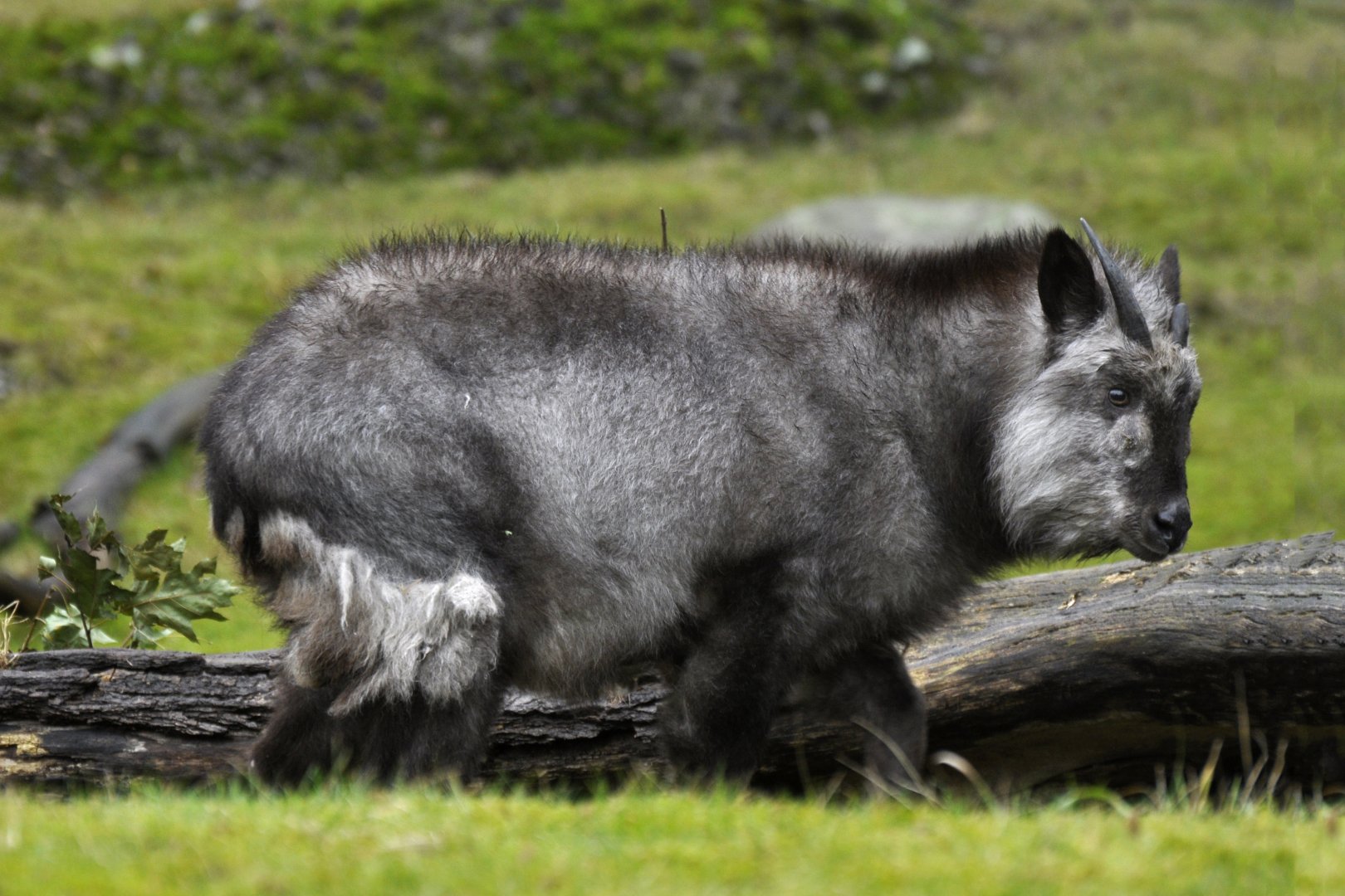 Japanese serow (Capricornis crispus)