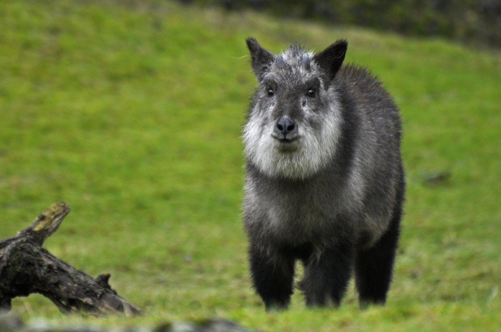 Japanese serow (Capricornis crispus)