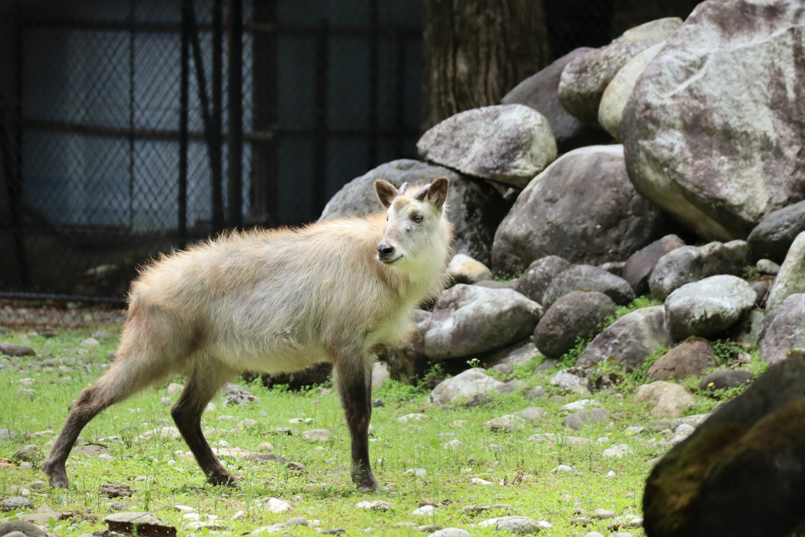 Japanese Serow (Capricornis crispus)
