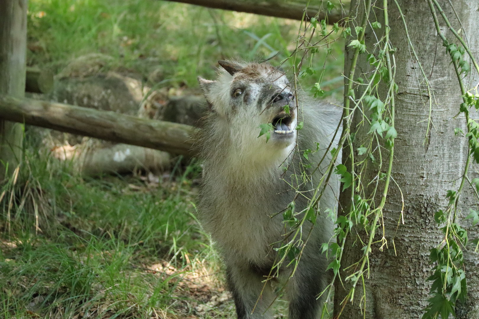 Japanese Serow (Capricornis crispus)