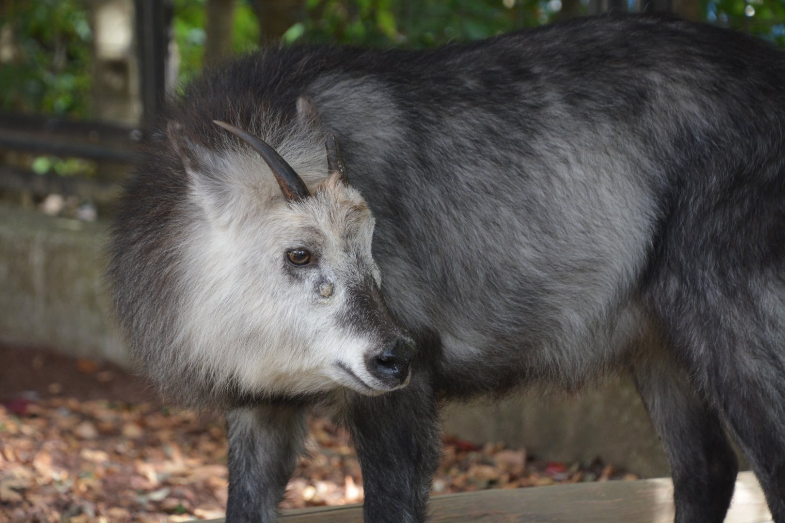 Japanese serow (Capricornis crispus)