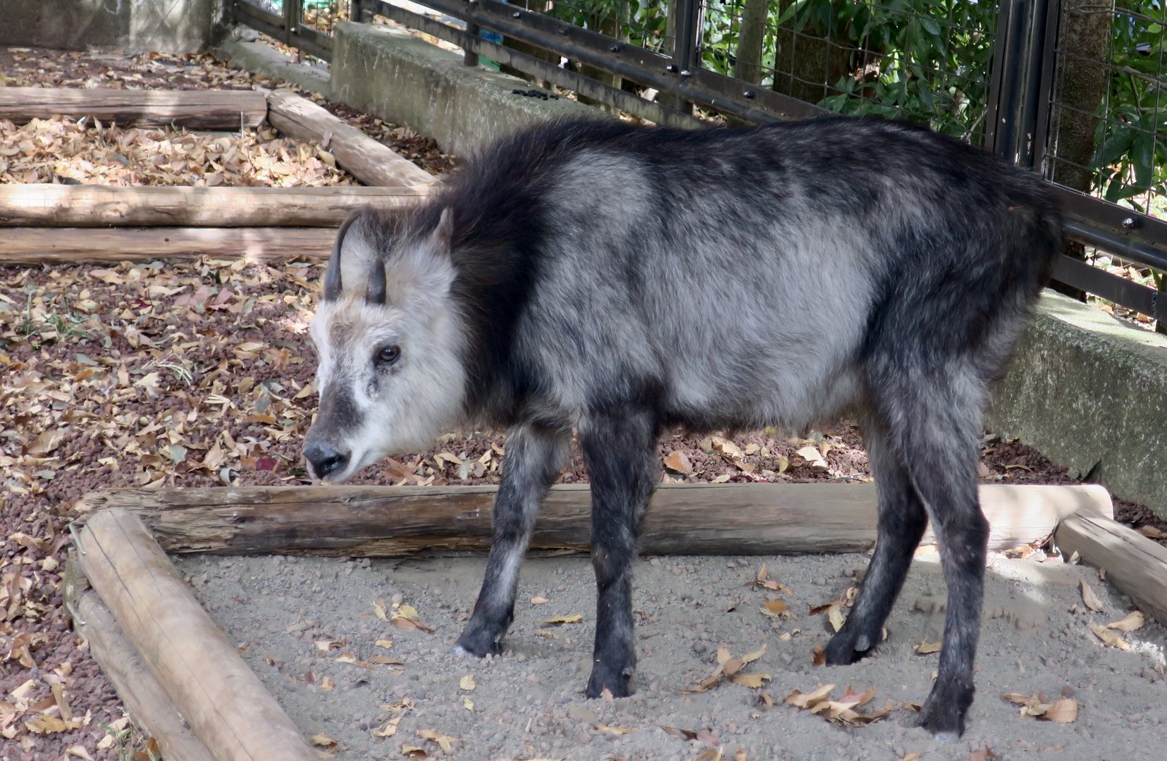 Japanese Serow (Capricornis crispus)