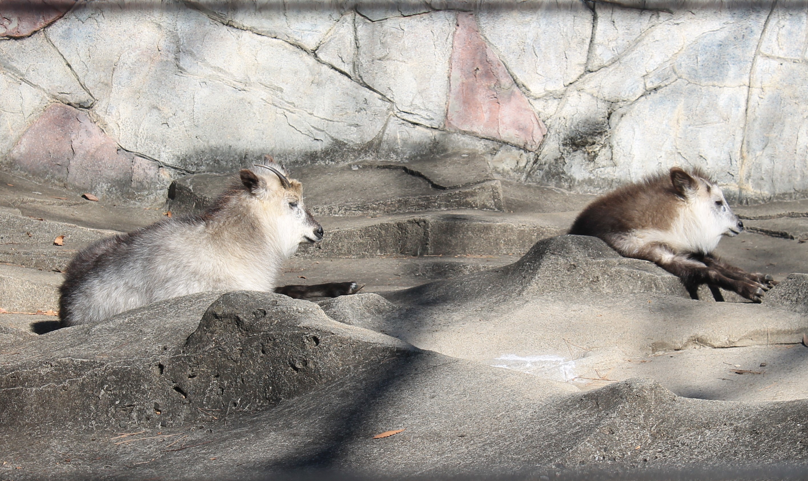 Japanese Serow (Capricornis crispus)