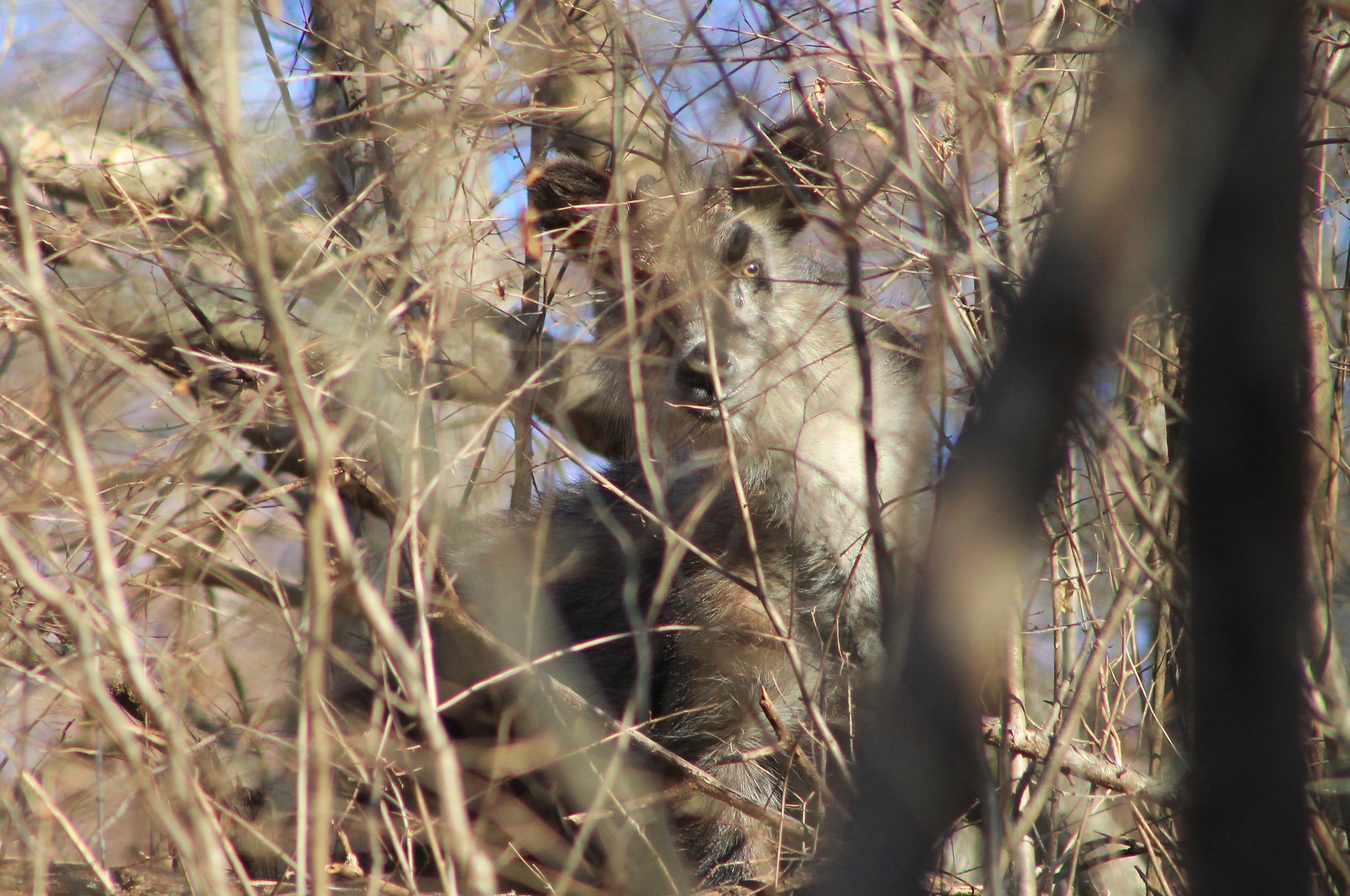Japanese Serow (Capricornis crispus)