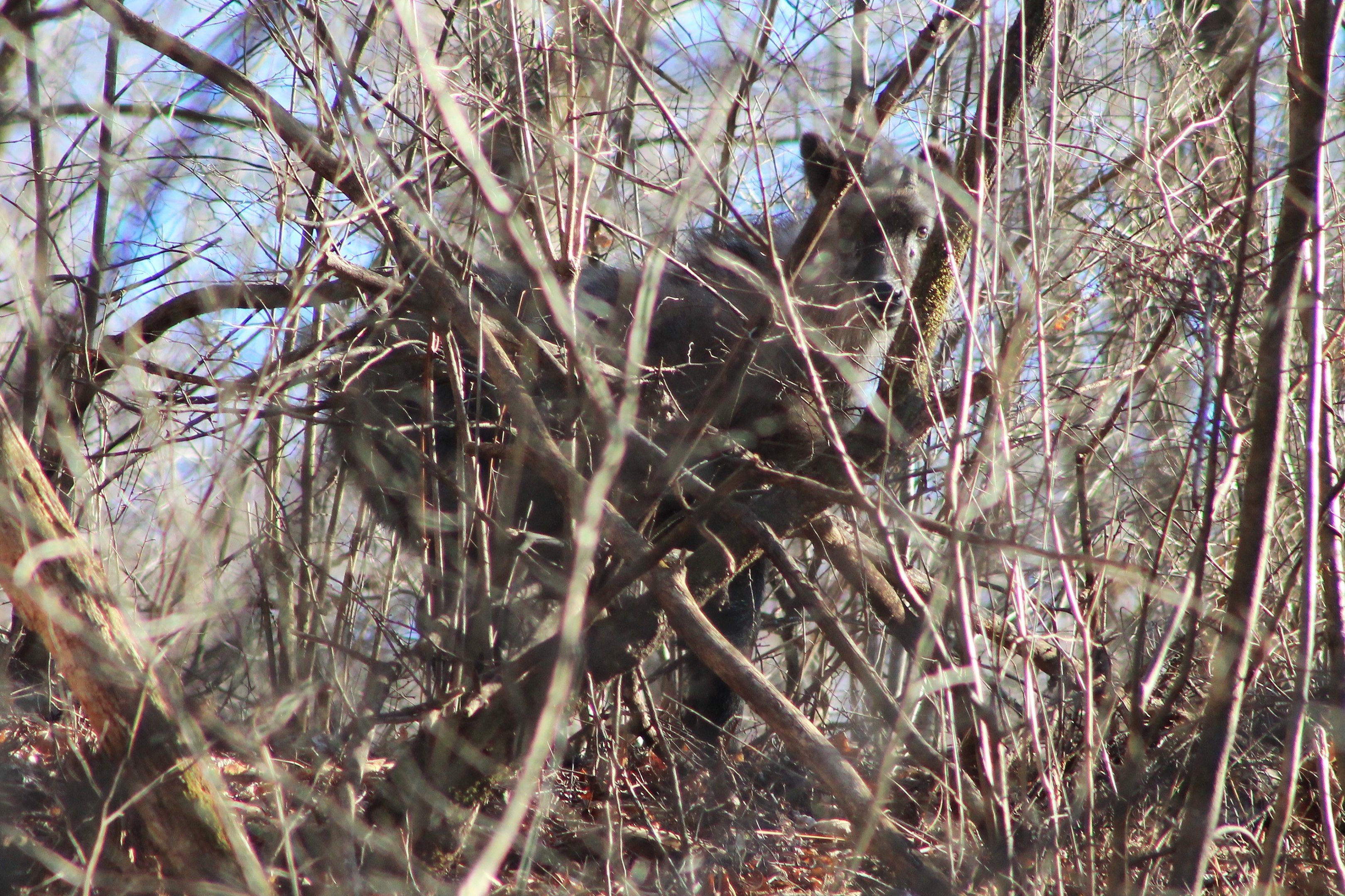 Japanese Serow (Capricornis crispus)