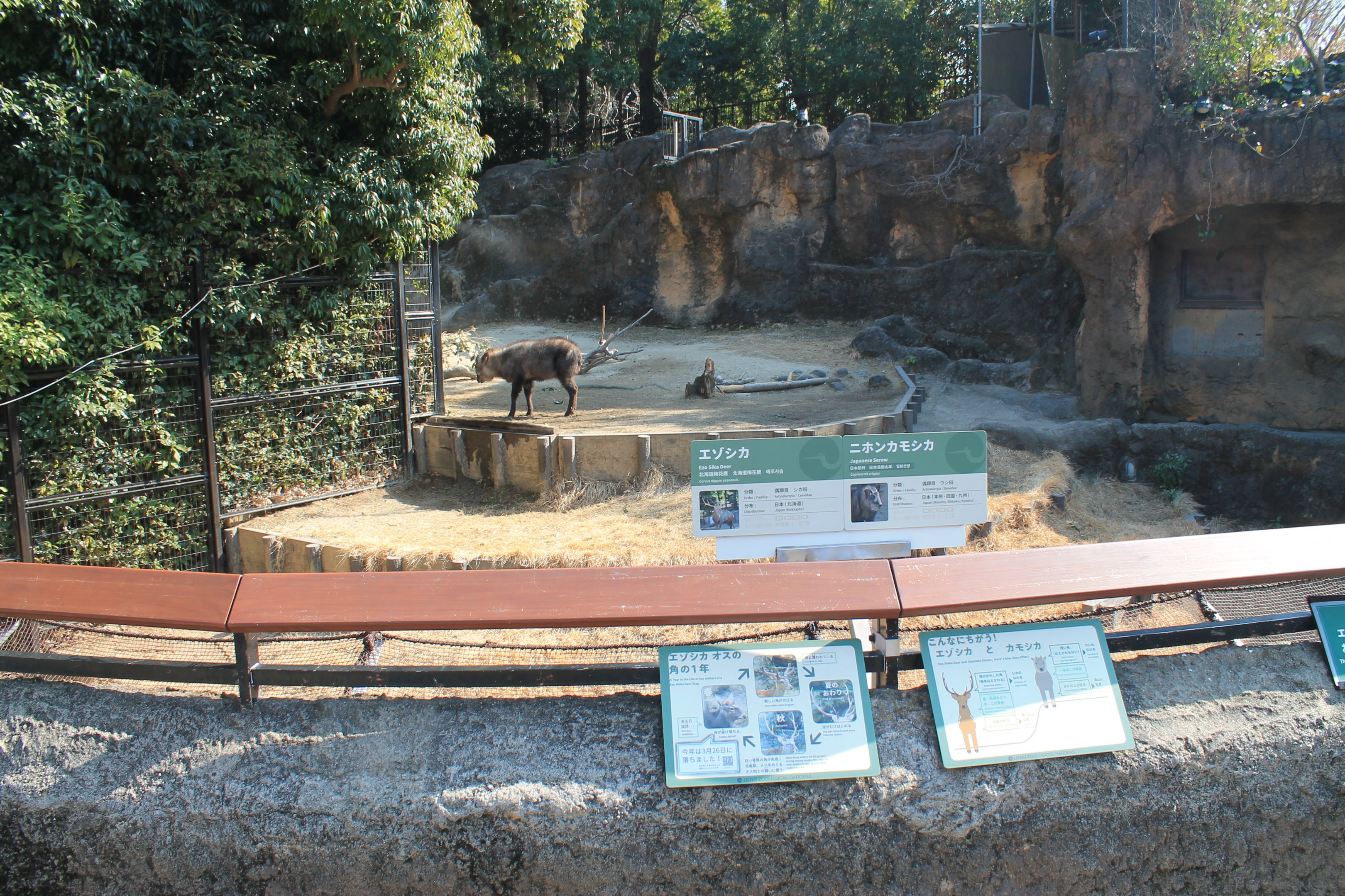 Japanese Serow (Capricornis crispus)
