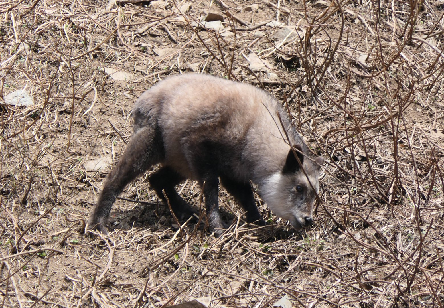 Japanese Serow (Capricornis crispus)