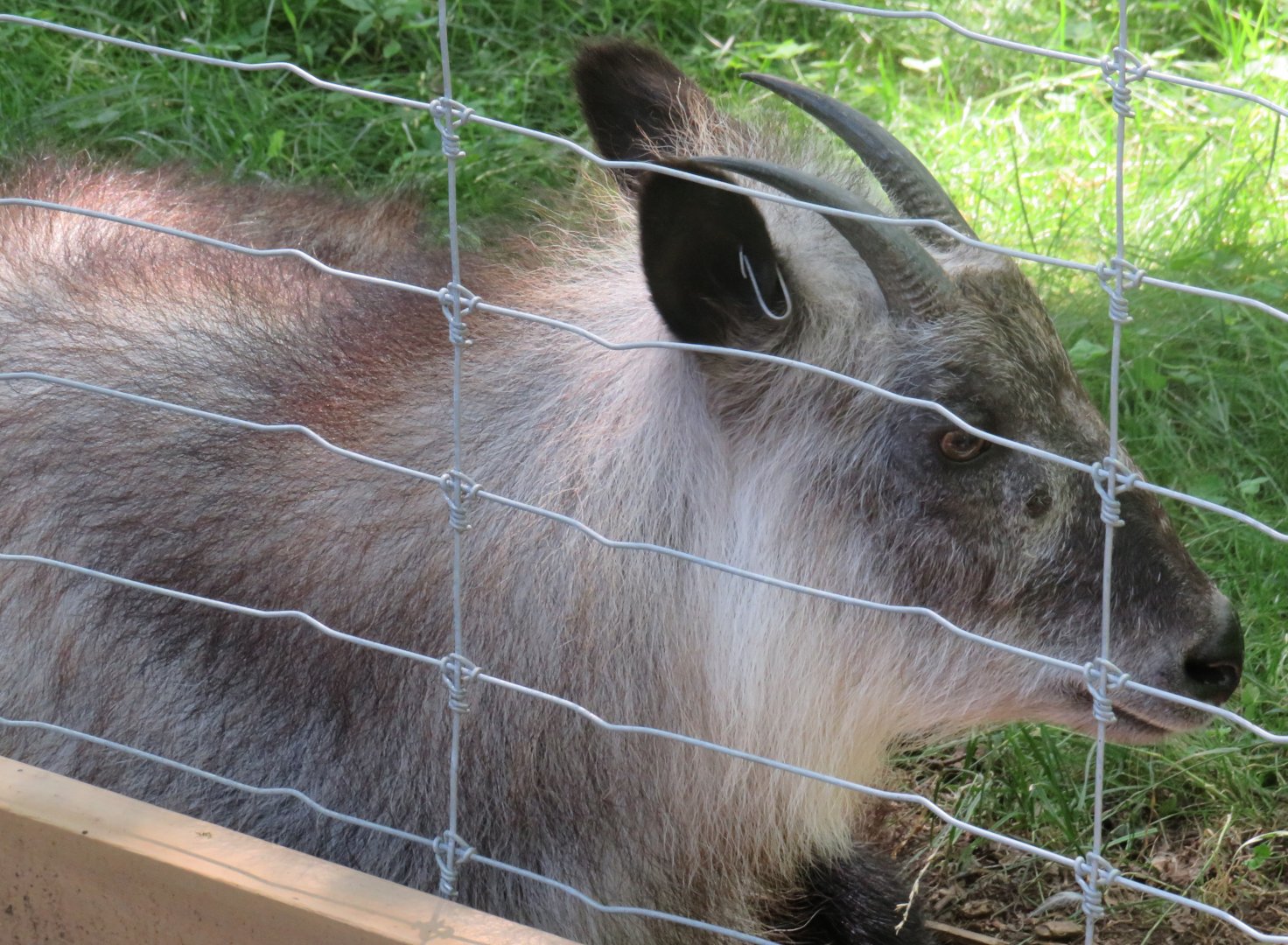 Japanese serow closeup