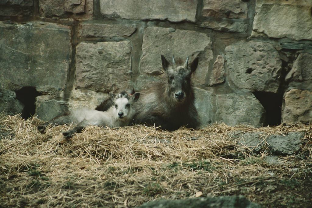 Japanese Serow, Edinburgh Zoo