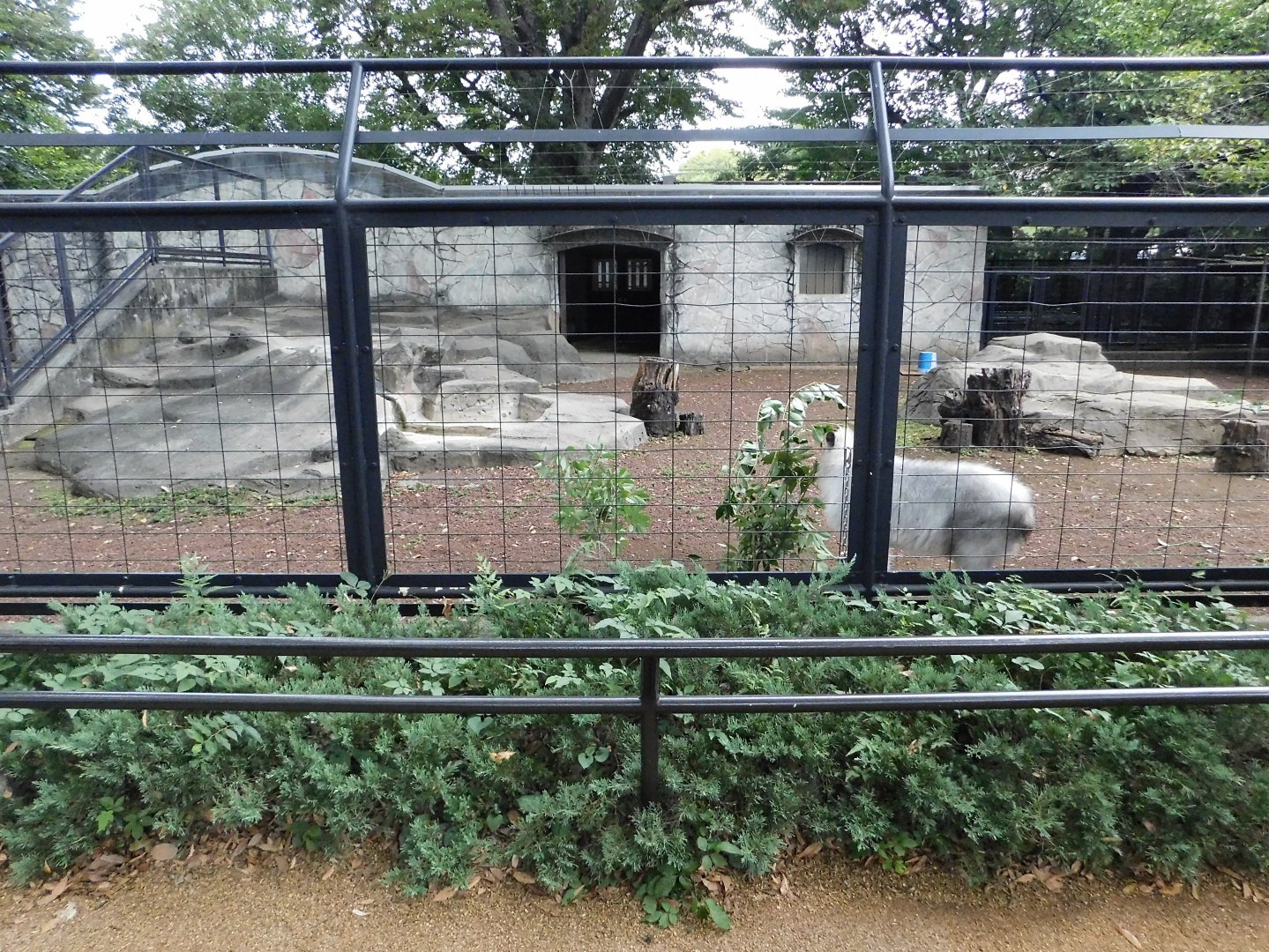 Japanese Serow Enclosure October 4, 2025