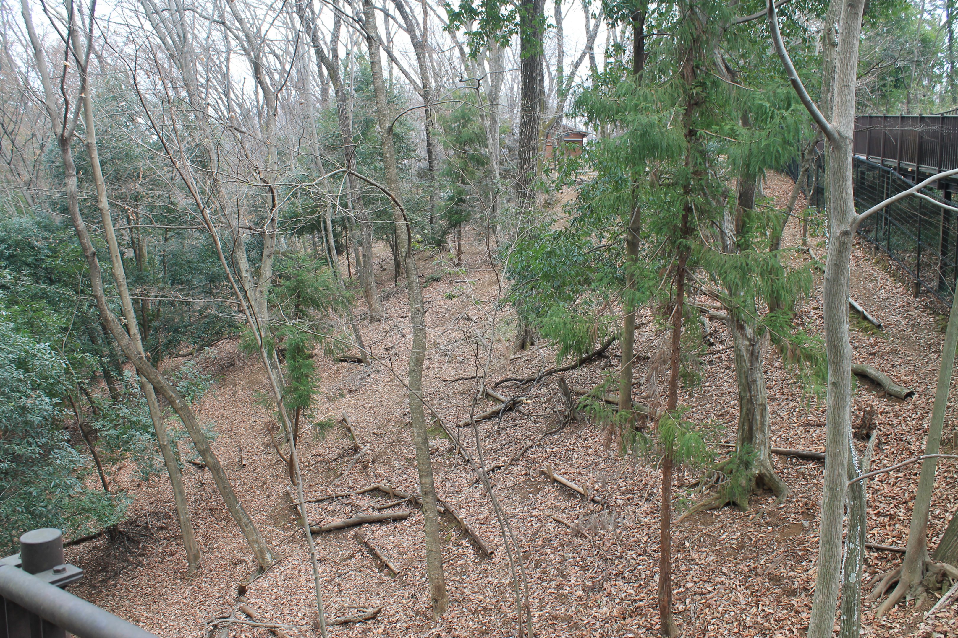 Japanese Serow enclosure - Saitama Childrens Zoo