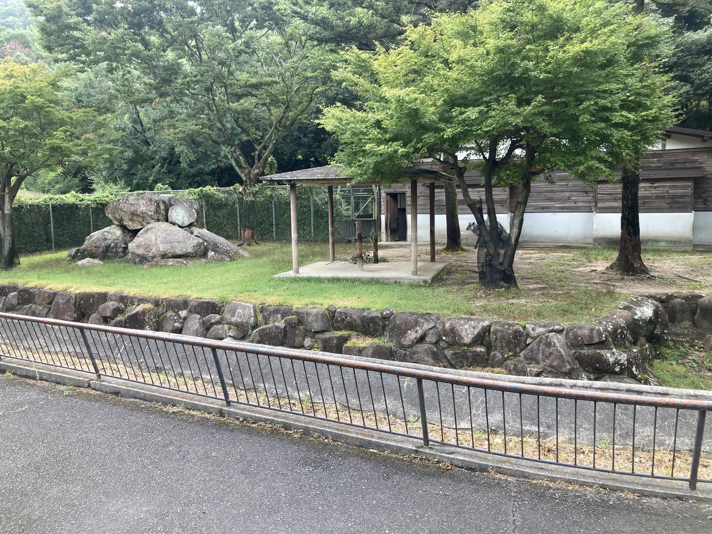 Japanese serow enclosure