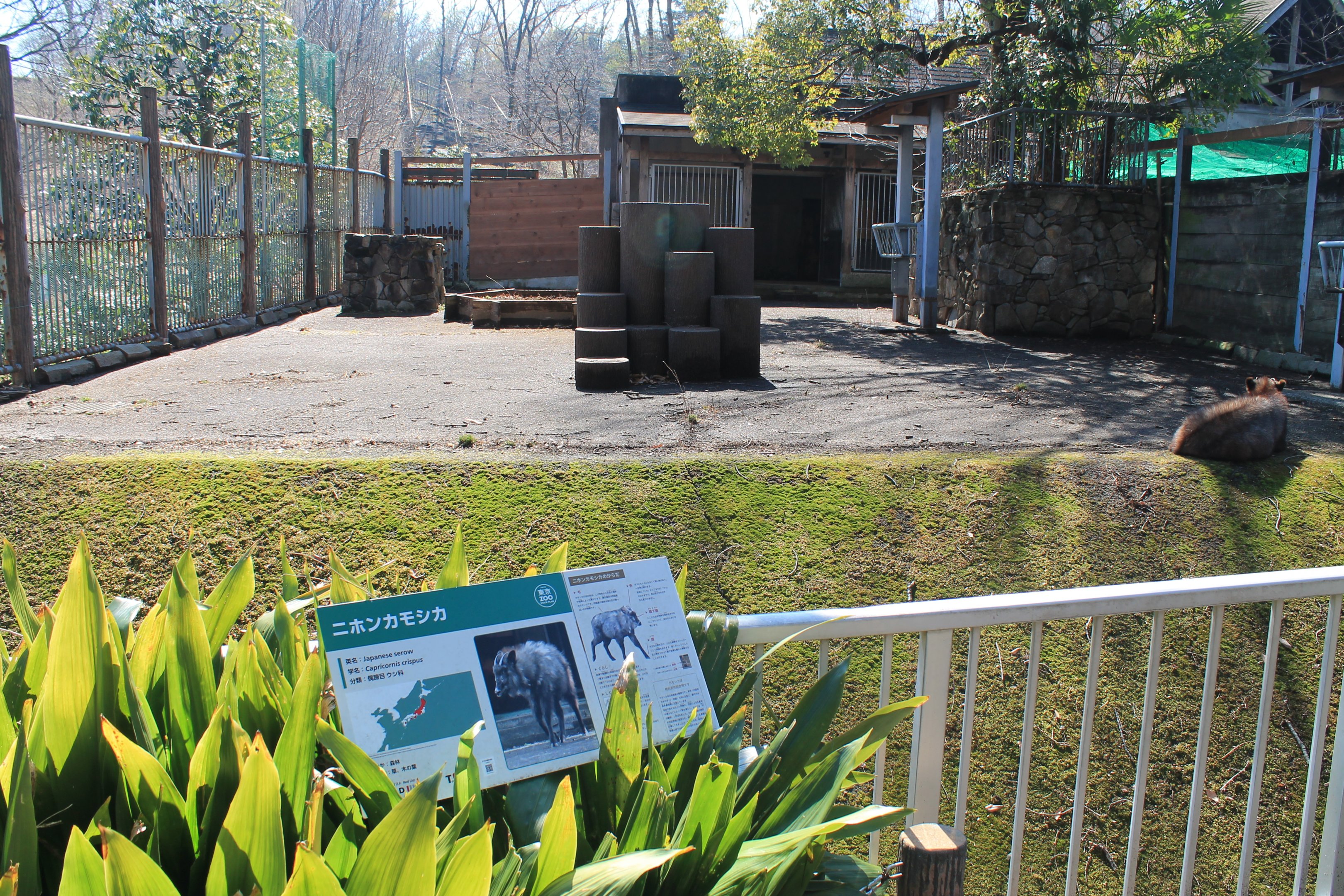Japanese Serow enclosure