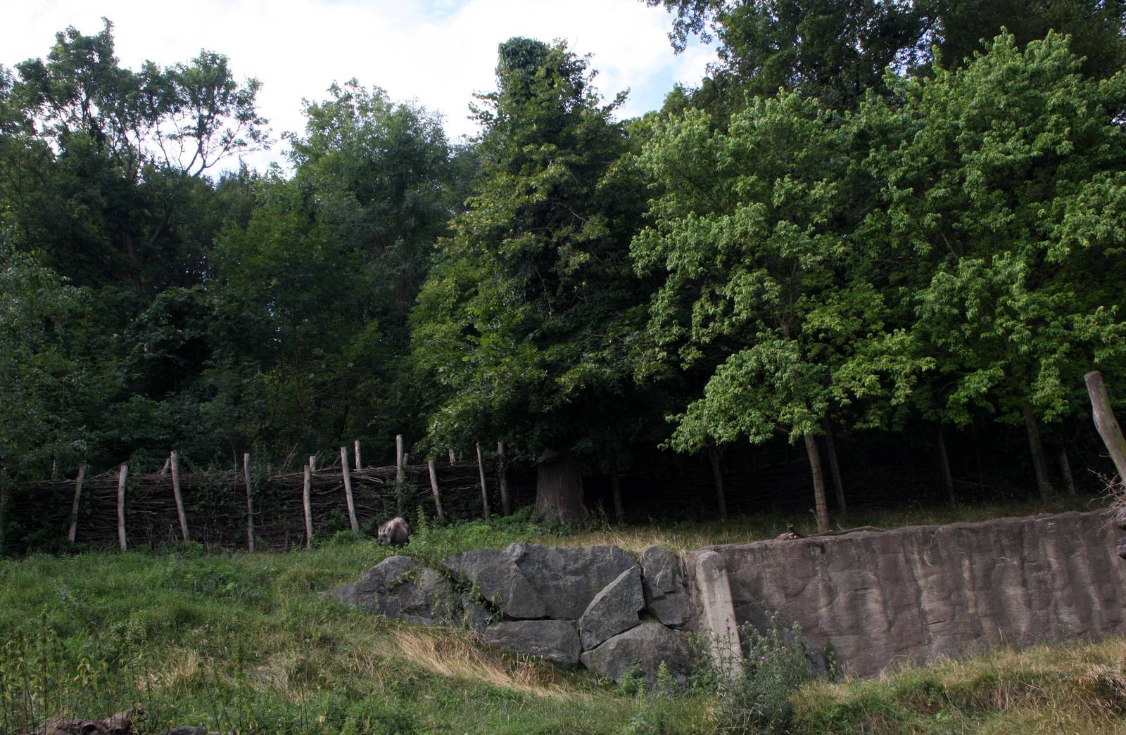 Japanese serow exhibit, 16th July 2014