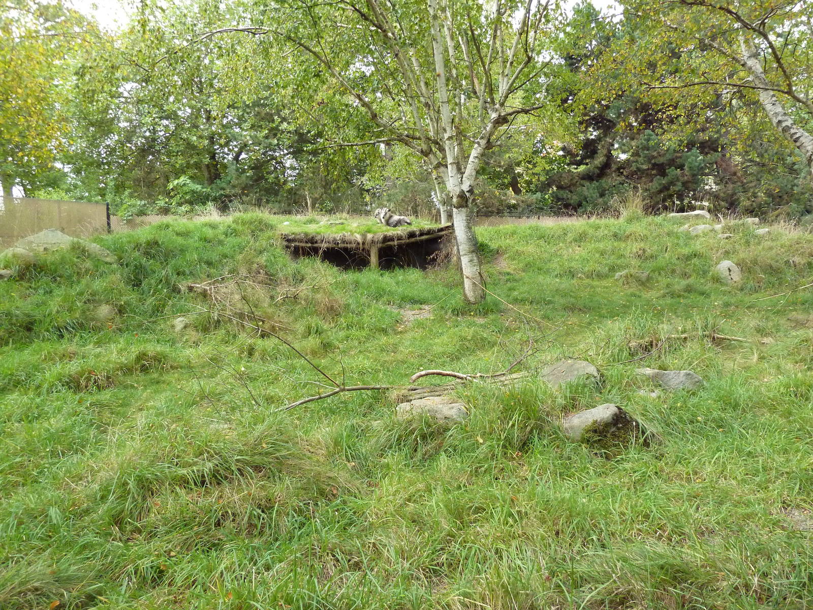 Japanese Serow Exhibit