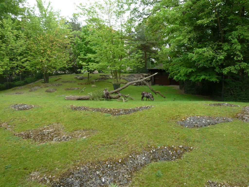 Japanese serow exhibit