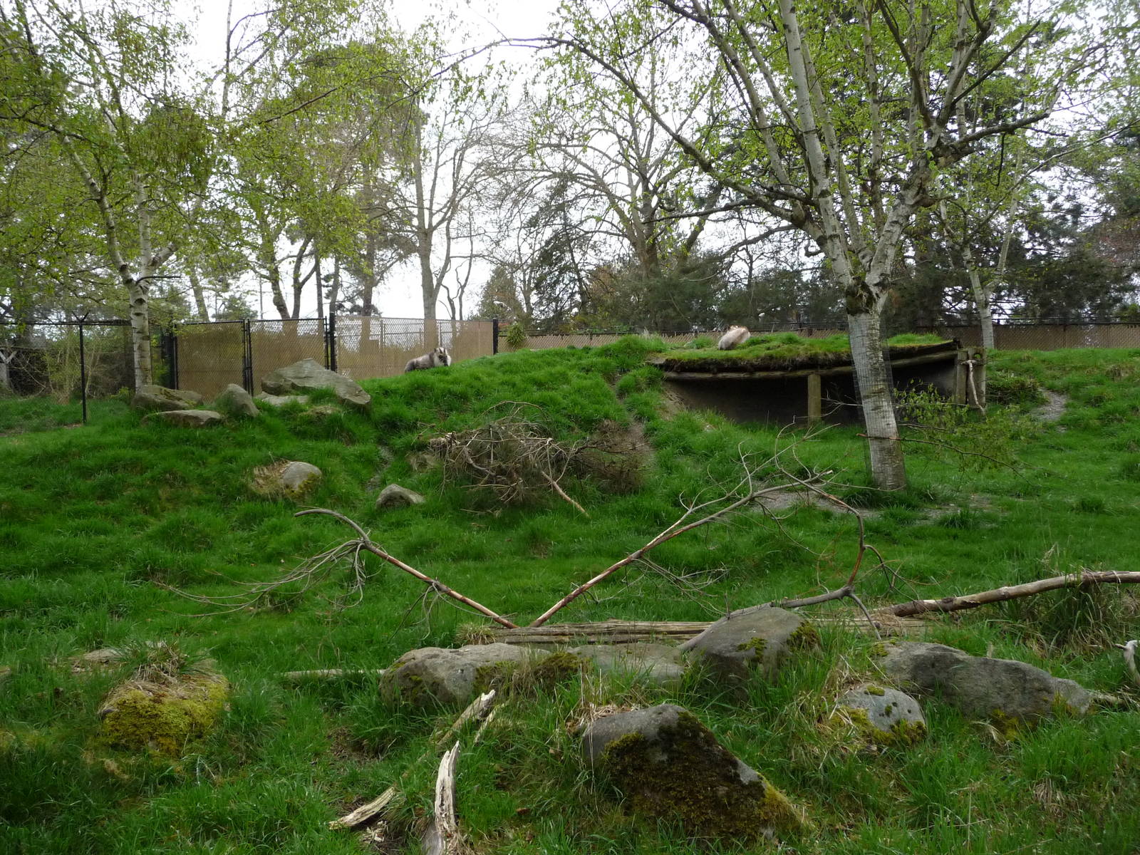 Japanese Serow Exhibit