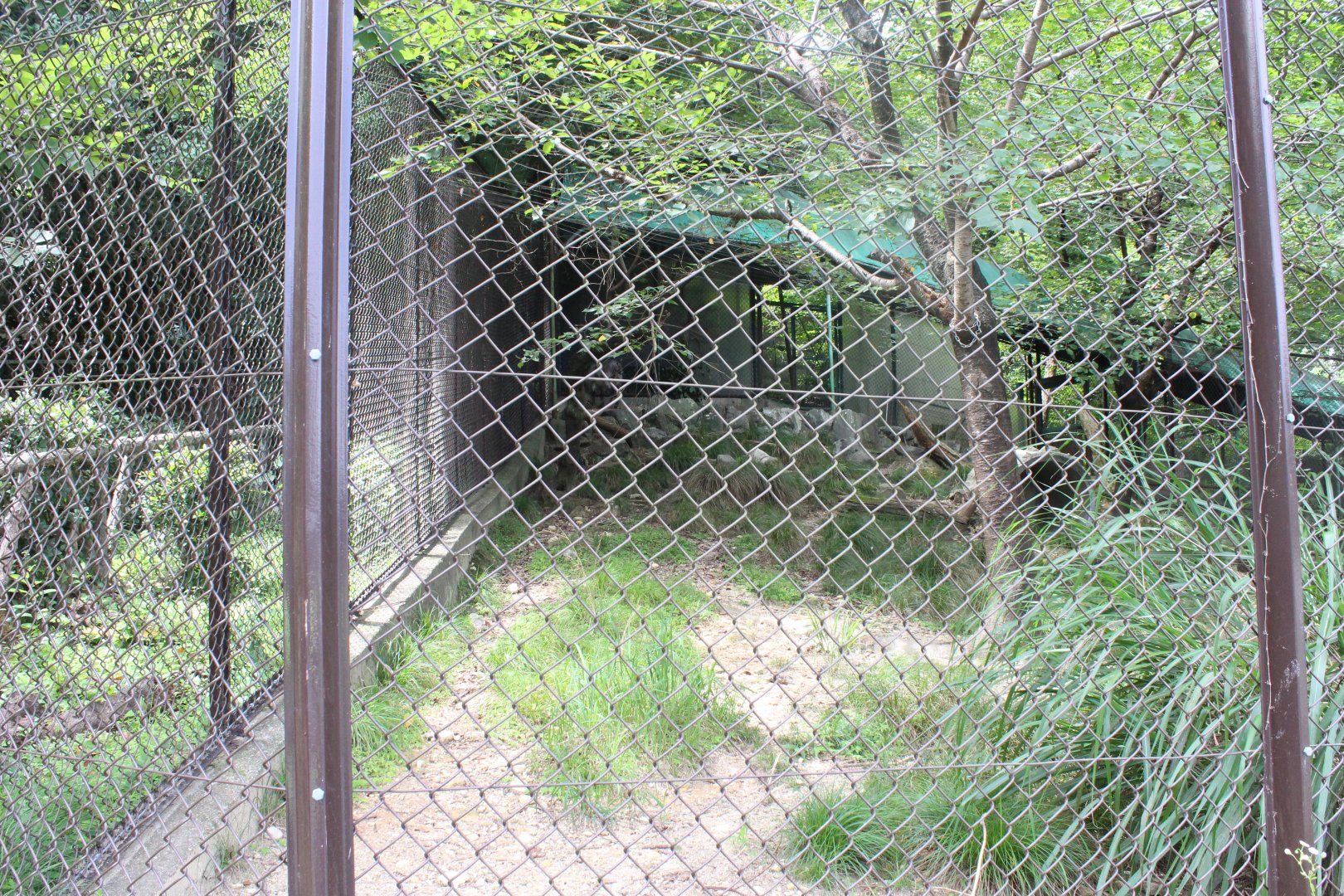 Japanese serow exhibit