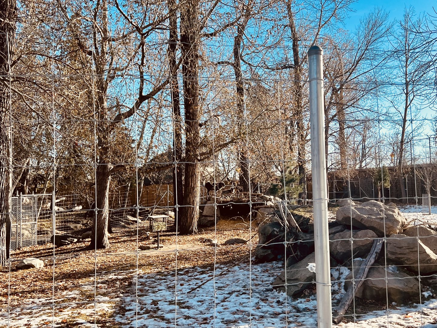 Japanese Serow Exhibit