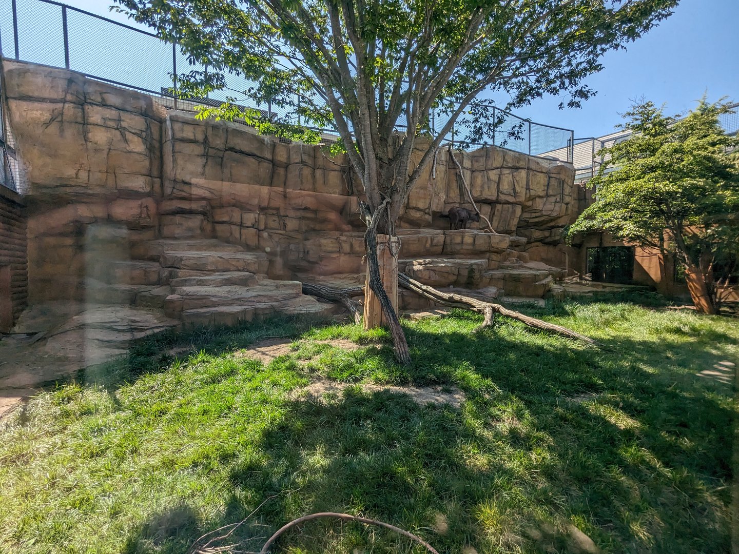 Japanese Serow Exhibit