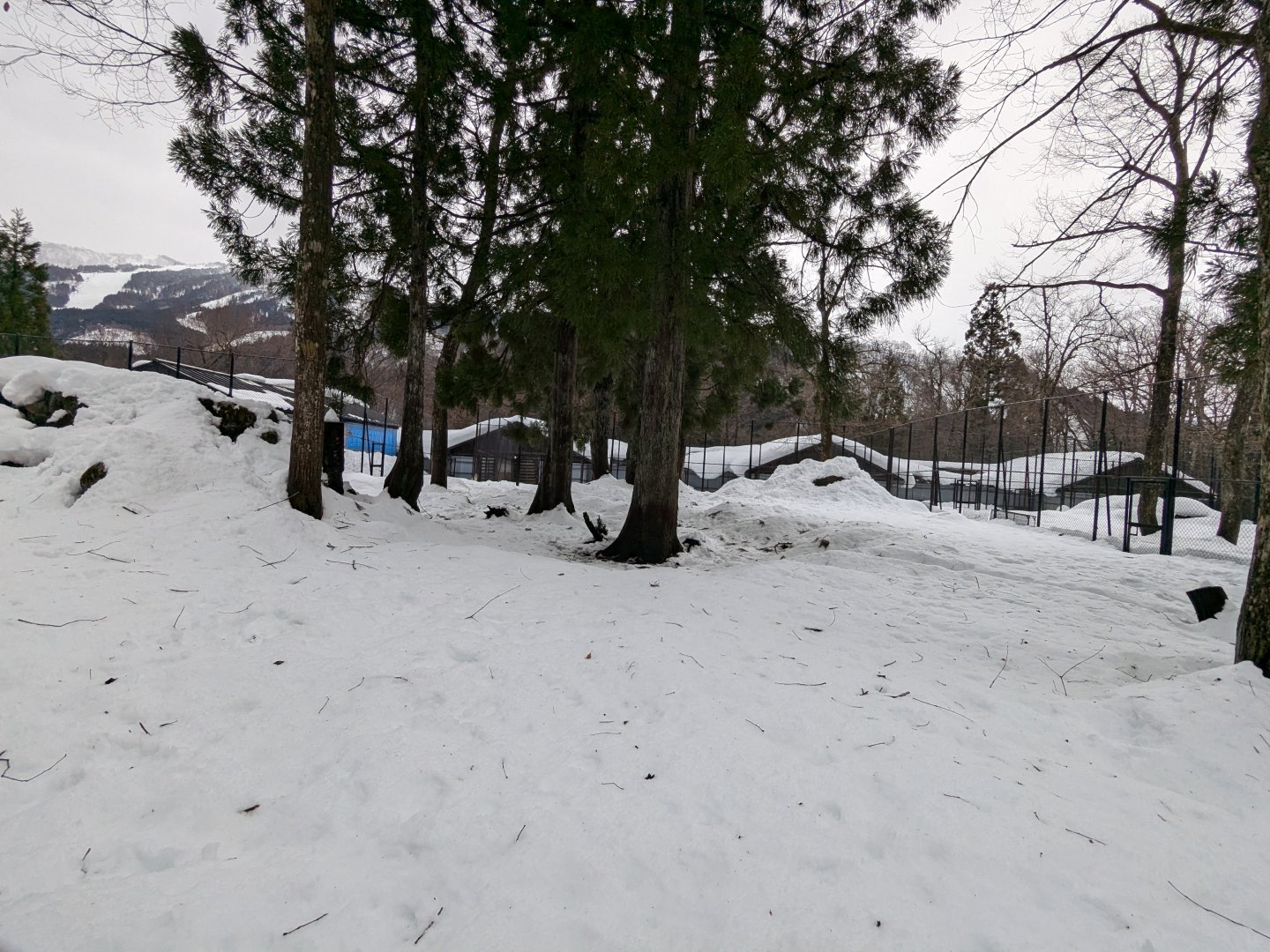 Japanese Serow Exhibit