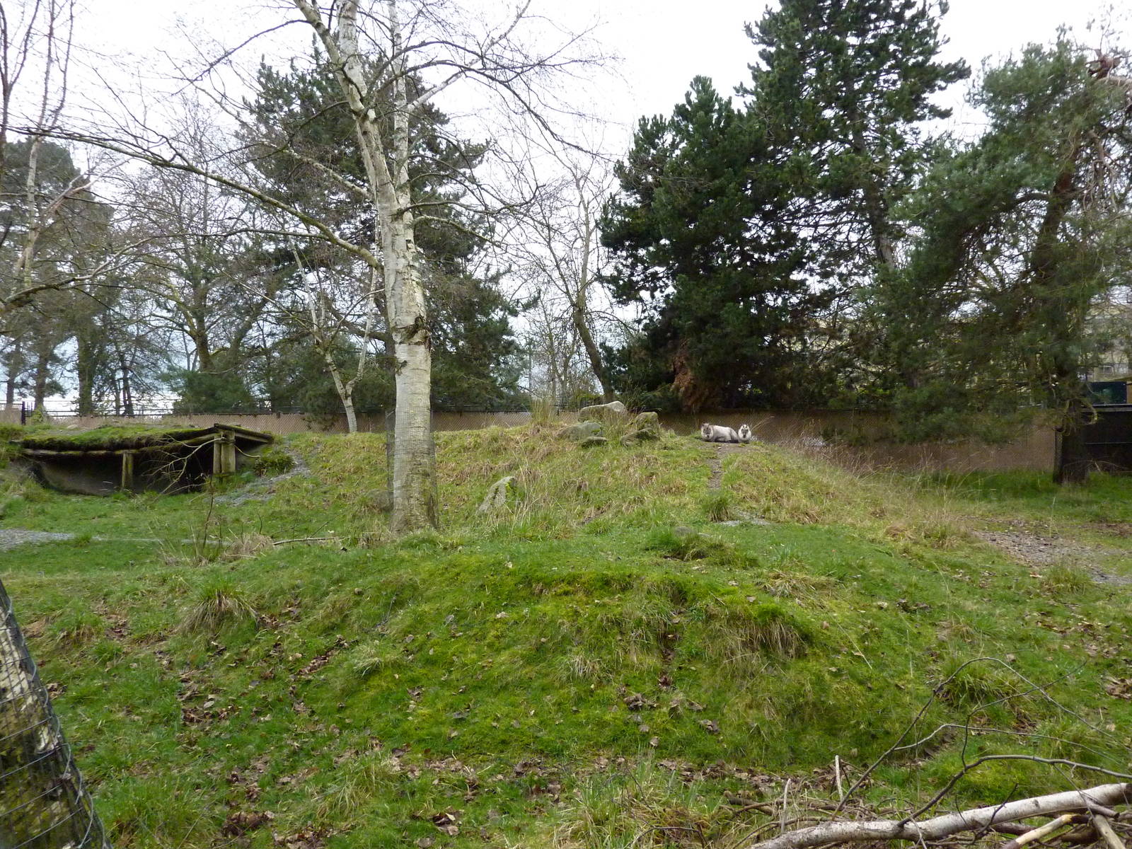 Japanese Serow Exhibit