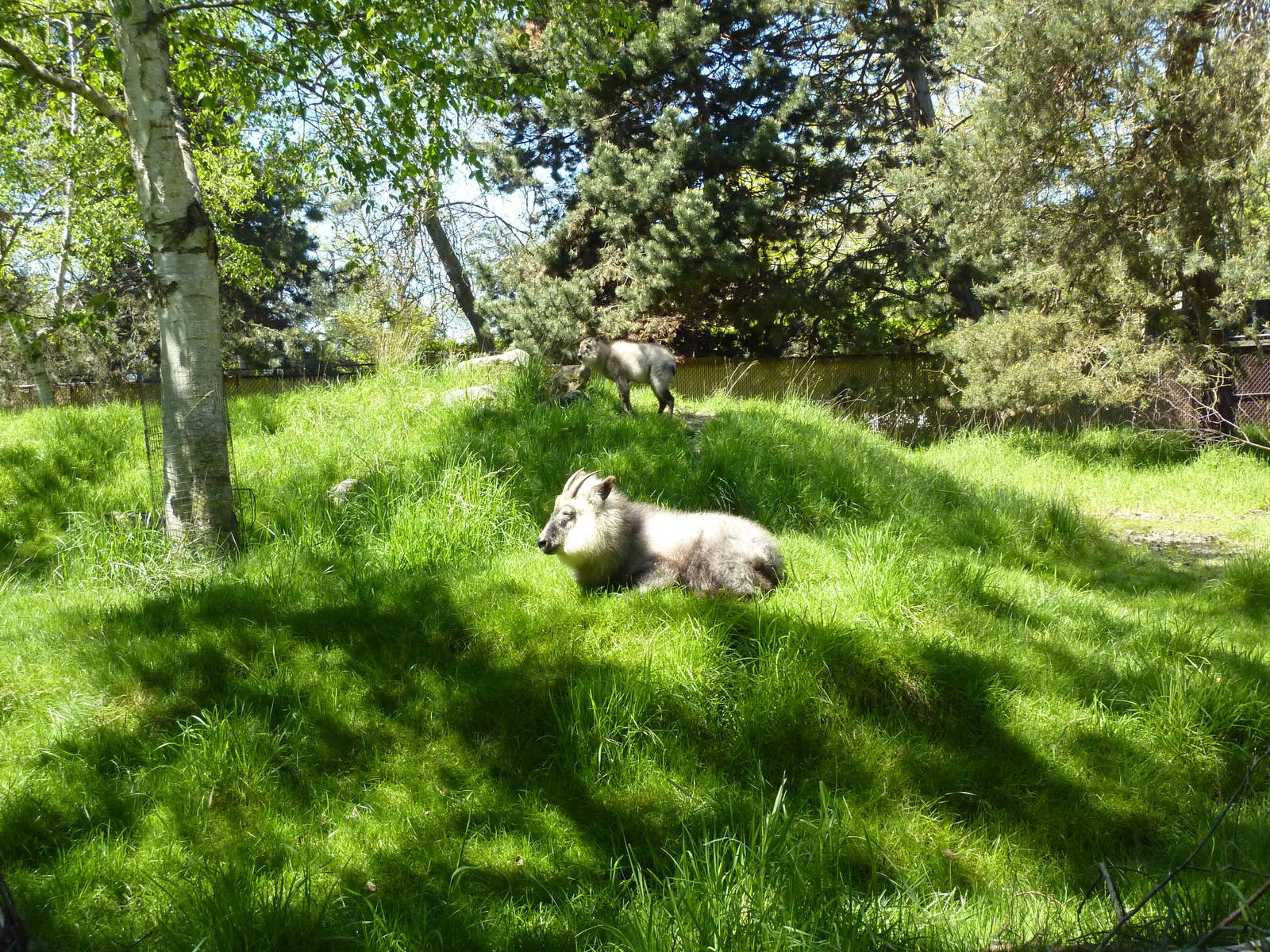 Japanese Serow Exhibit