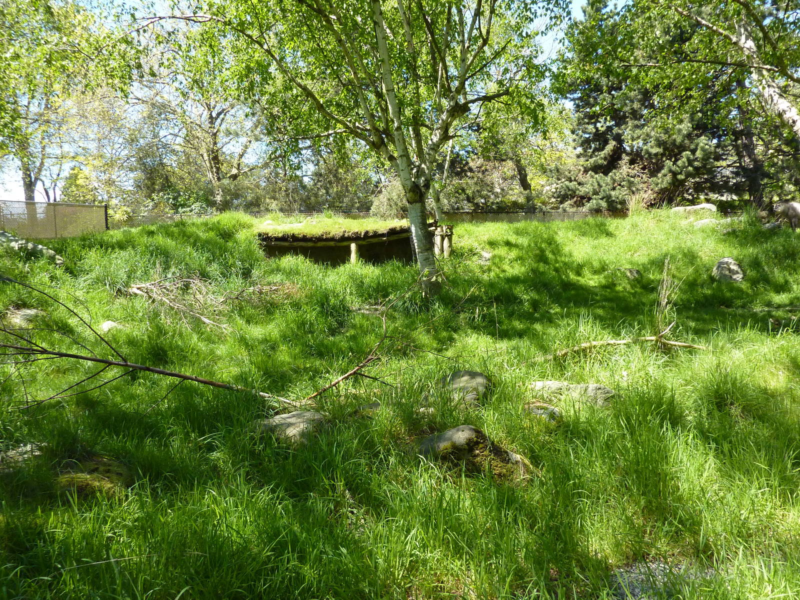 Japanese Serow Exhibit
