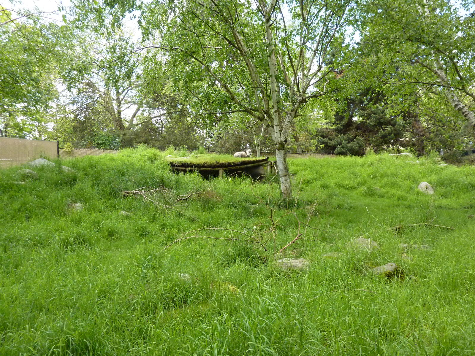 Japanese Serow Exhibit