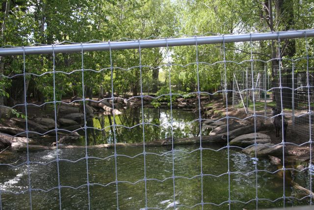 Japanese Serow Exhibit