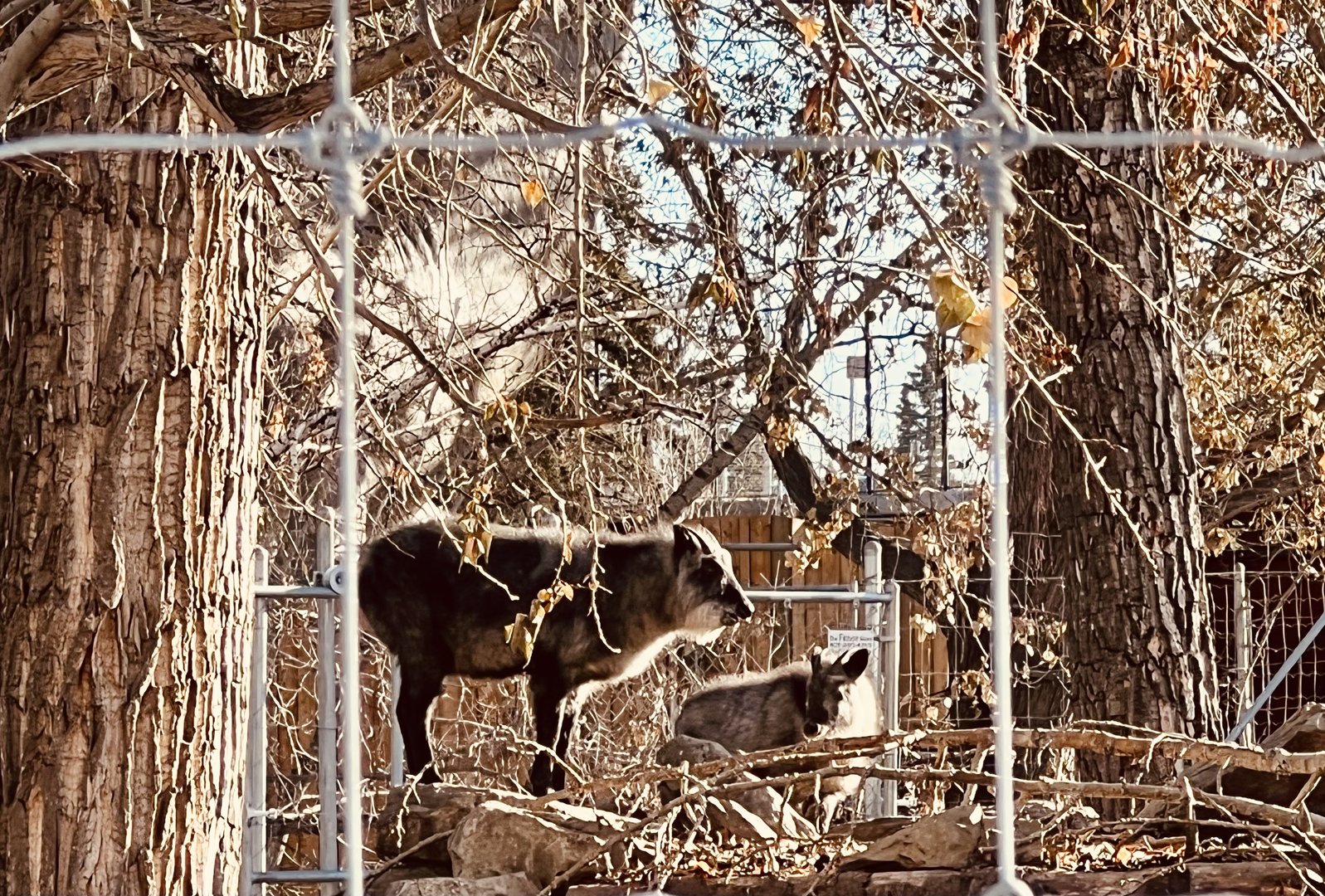 Japanese Serow - I believe this is a first for me…I don’t recall seeing any at the Japanese Zoos I’ve visited