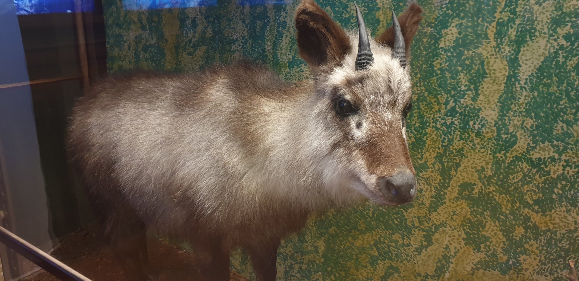 Japanese serow, Natural History Museum Vienna