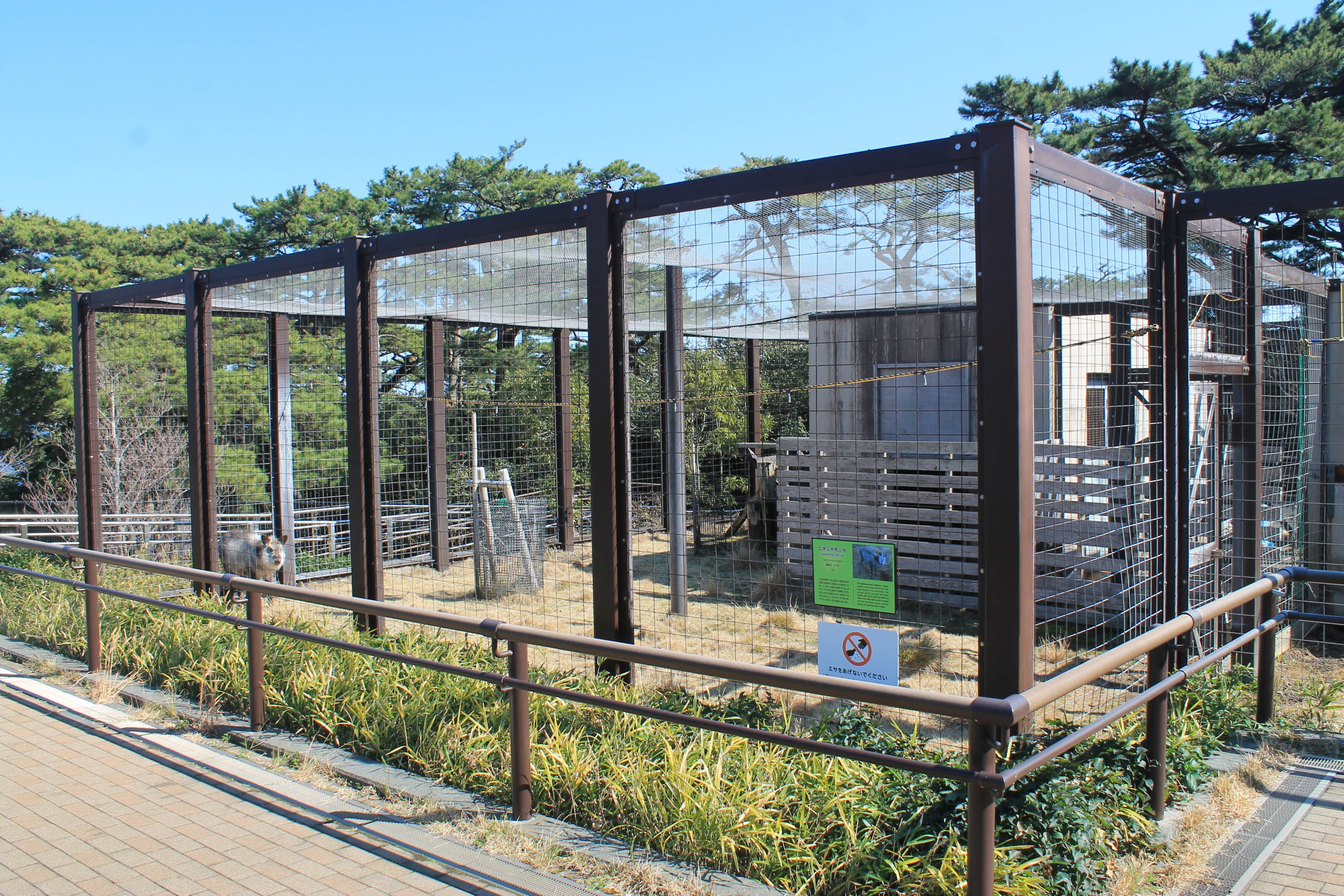 Japanese Serow - Oshima Park Zoo