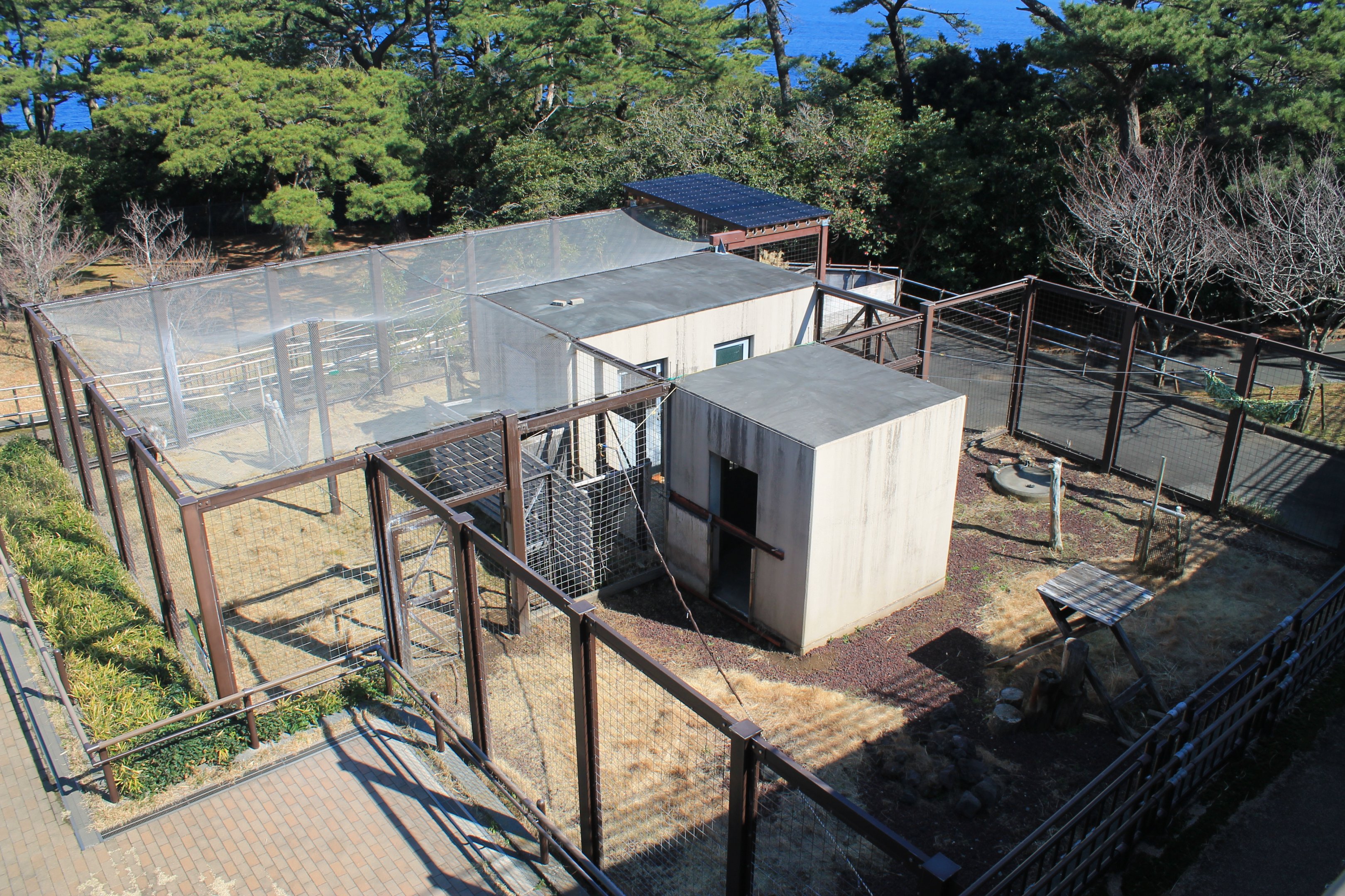 Japanese Serow - Oshima Park Zoo