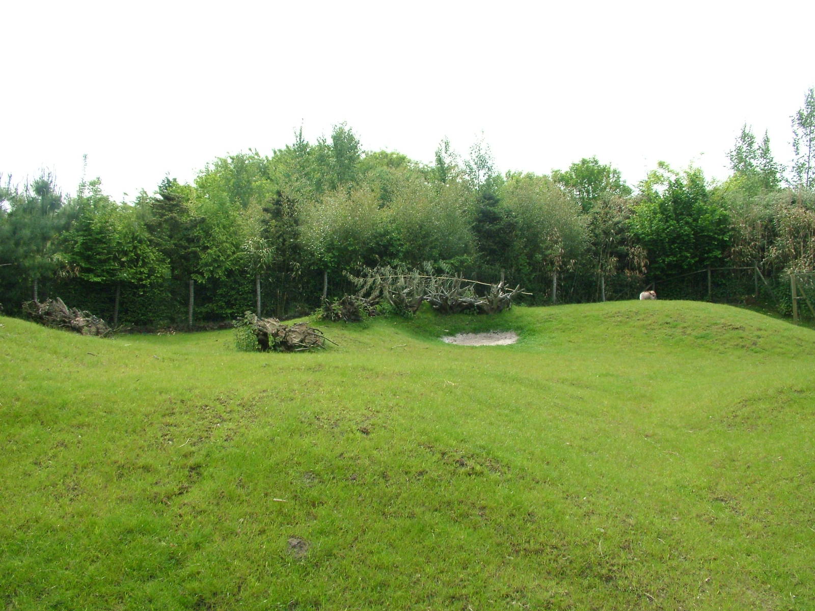 Japanese Serow paddock at Overloon 14/05/09