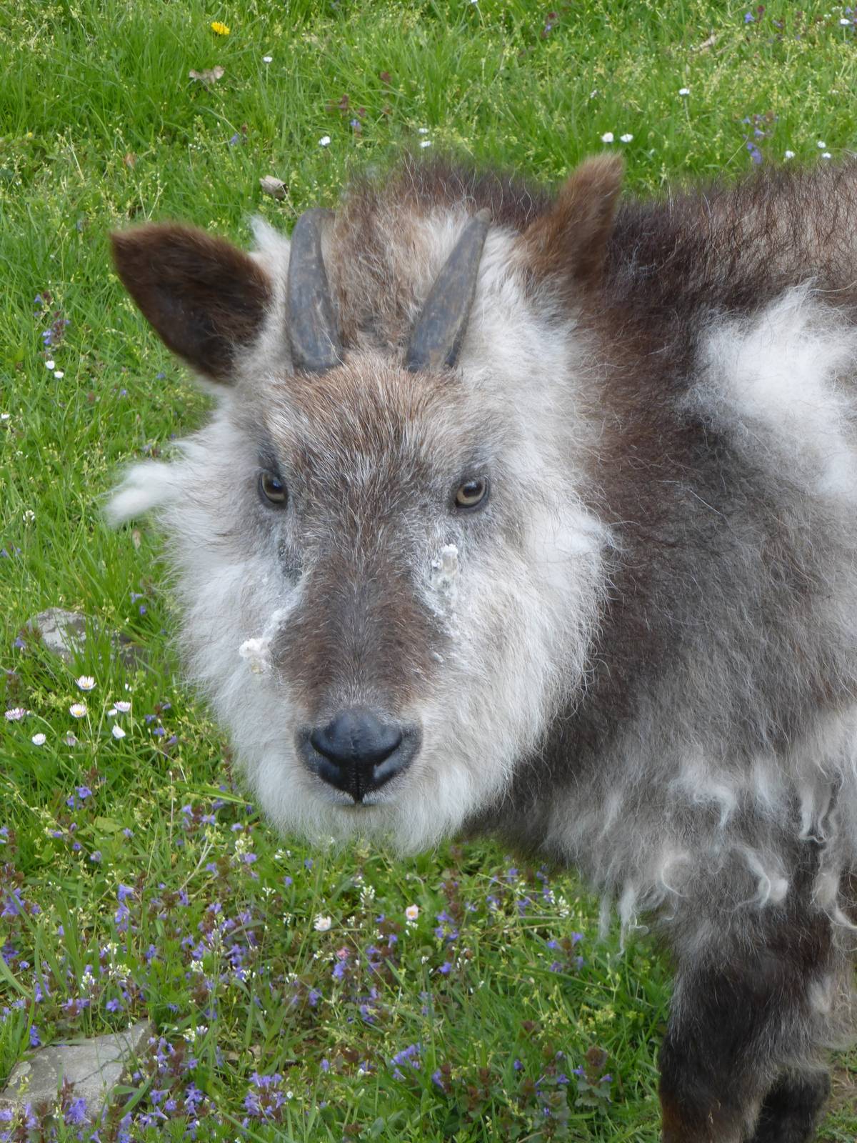 Japanese Serow portrait