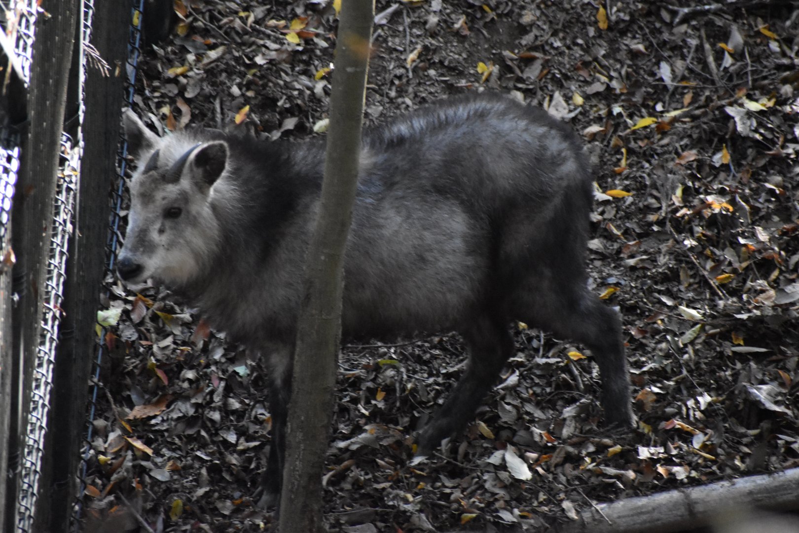 Japanese Serow ~ Saitama Children's Zoo